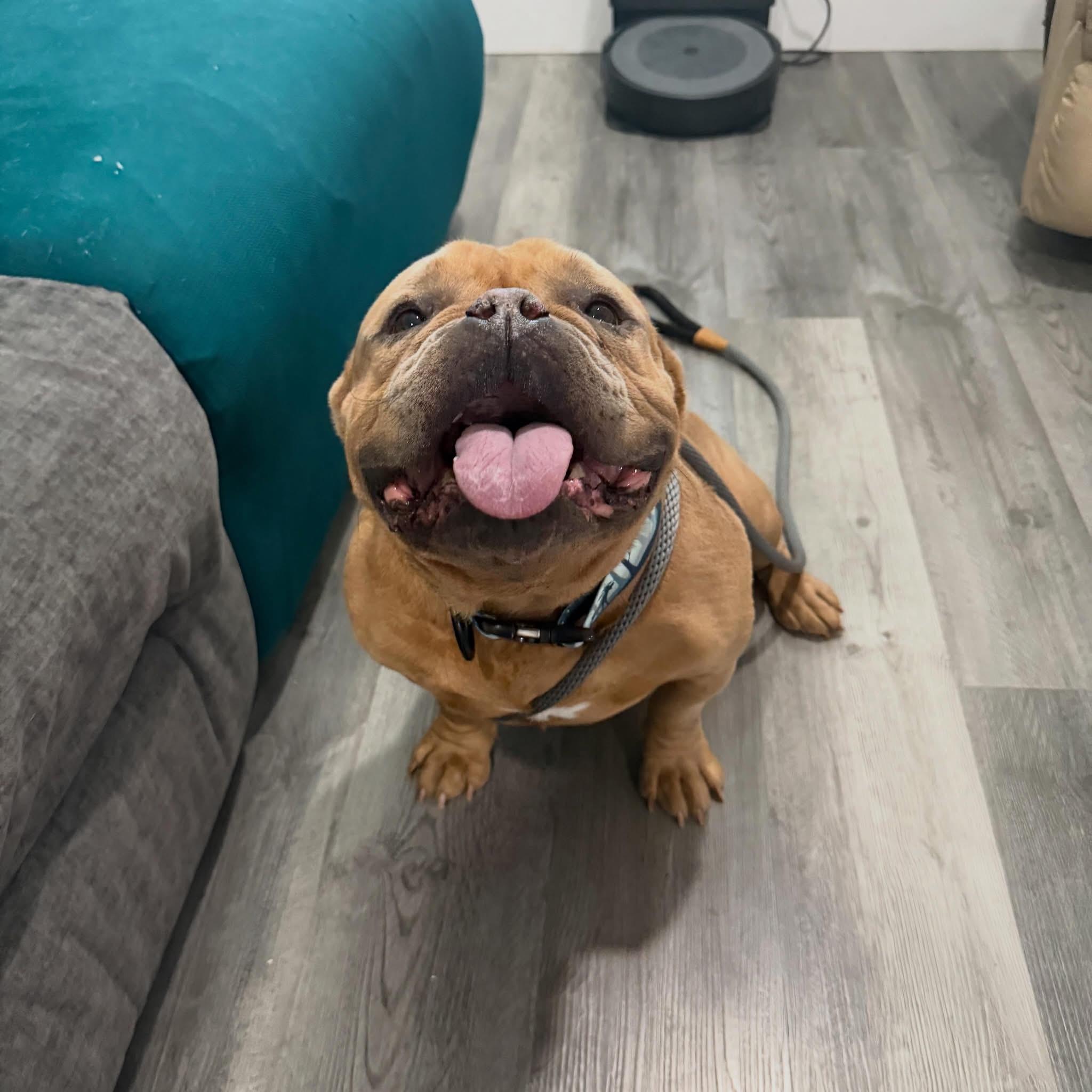 Enlarge Travis , a ADOPTABLE mixed breed in Las Vegas, NV image 2/5