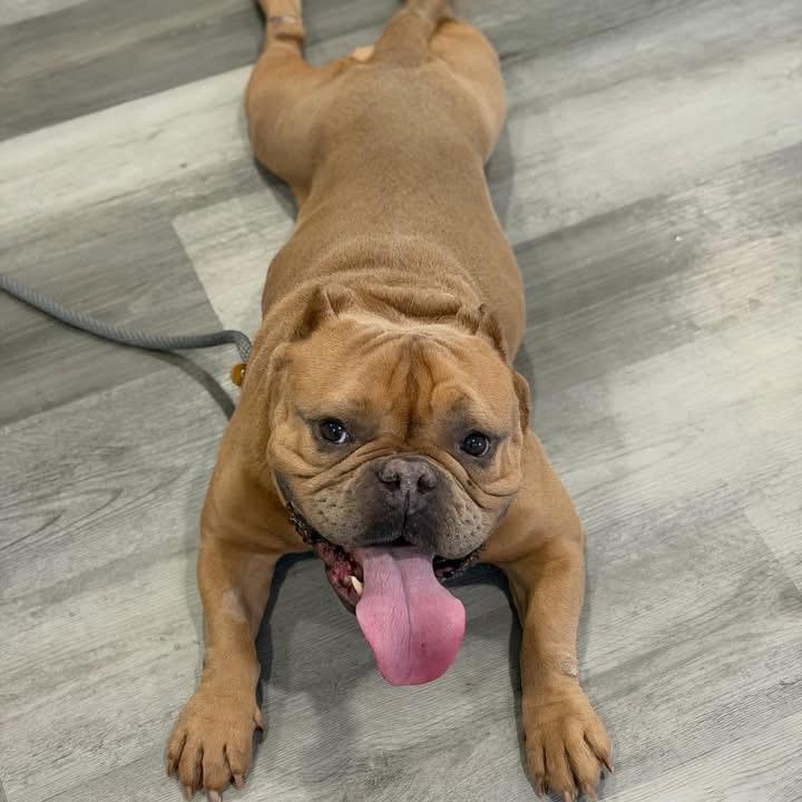 Enlarge Travis , a ADOPTABLE mixed breed in Las Vegas, NV image 4/5