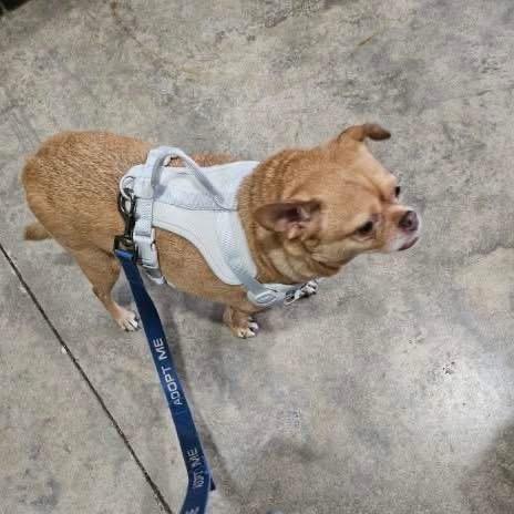 Coco Puff, Adoptable, Adult Male Chihuahua.