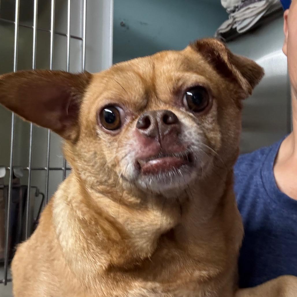 Enlarge Coco Puff, a Adoptable Chihuahua in North Port, FL image 2/4