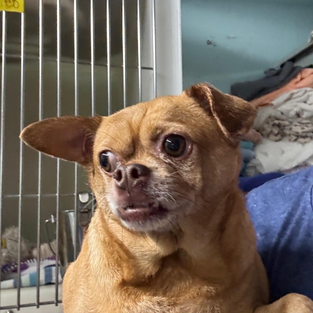 Enlarge Coco Puff, a Adoptable Chihuahua in North Port, FL image 3/4