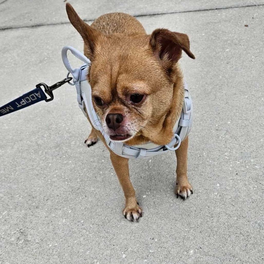 Enlarge Coco Puff, a Adoptable Chihuahua in North Port, FL image 4/4