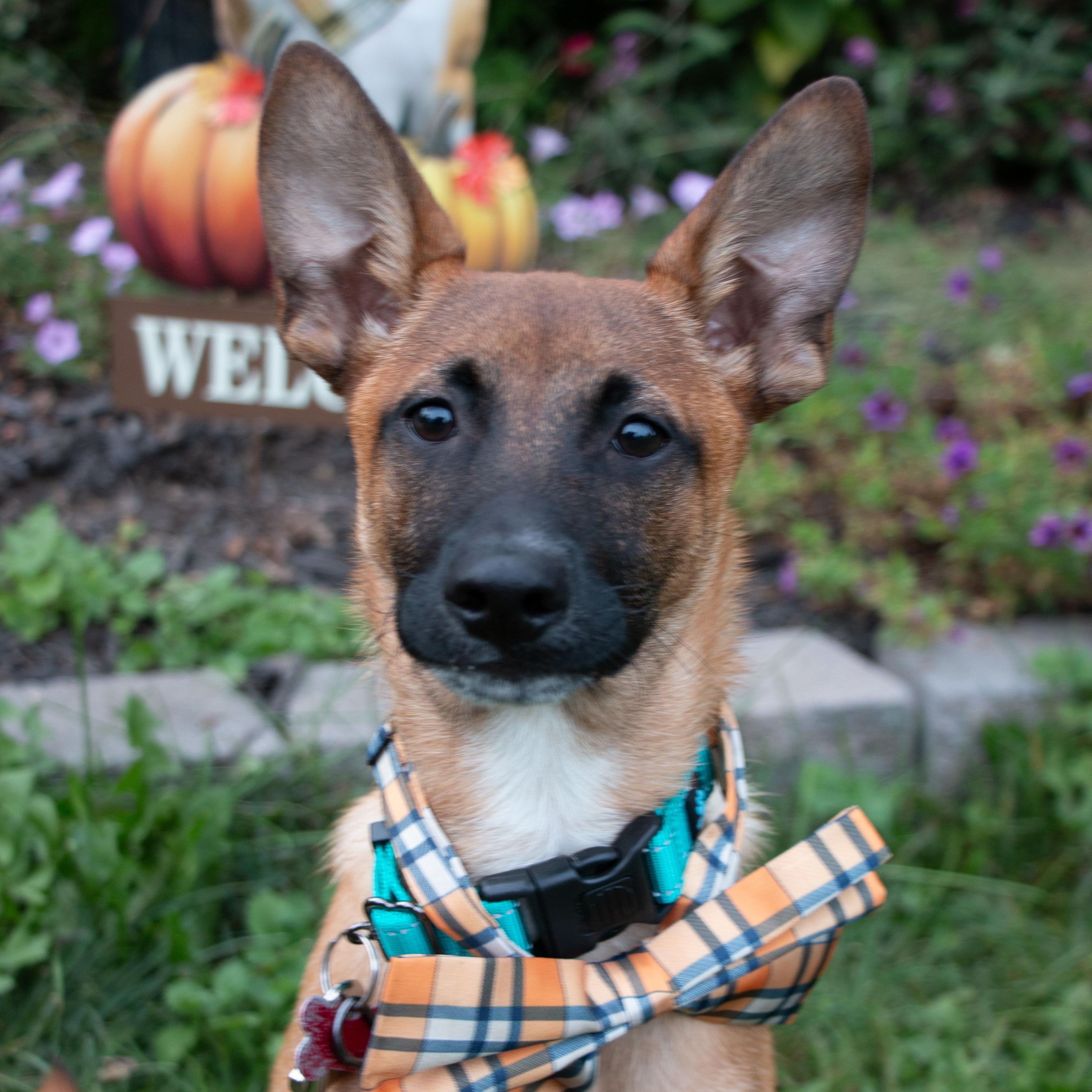 Gaston the Smooch Monster, Adoptable, Puppy Male Belgian Shepherd / Malinois & Chihuahua.