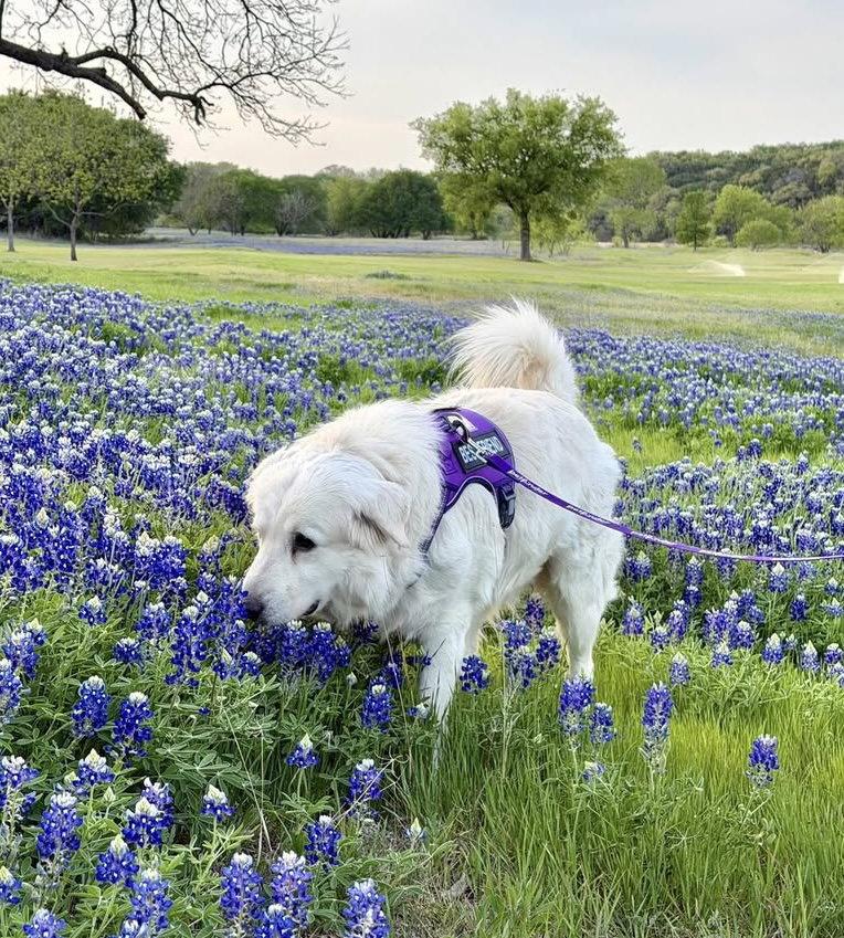 Winter, Adoptable, Adult Male Great Pyrenees.