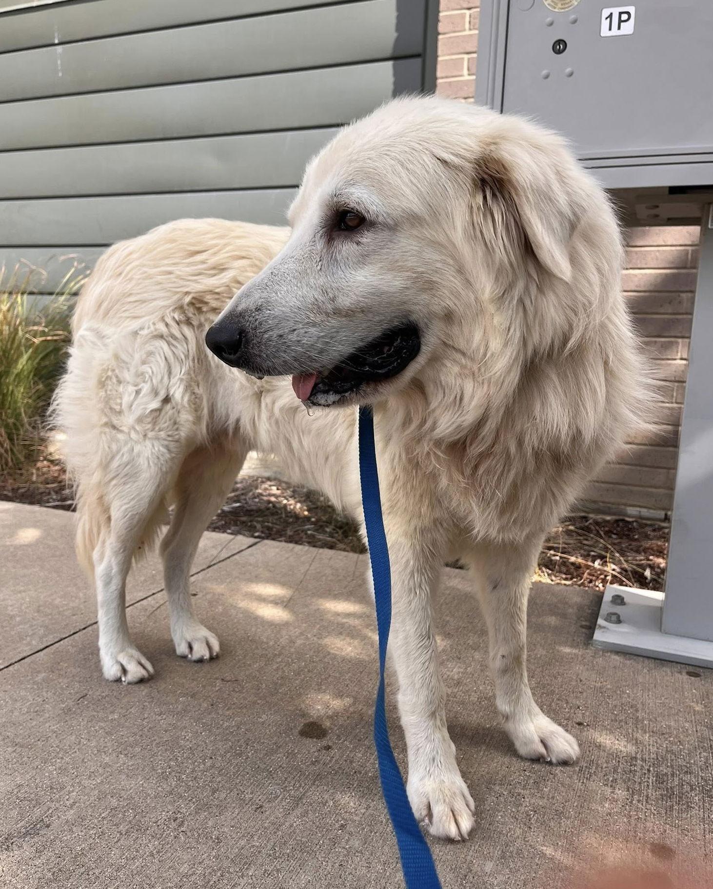 Winter, Adoptable, Adult Male Great Pyrenees.