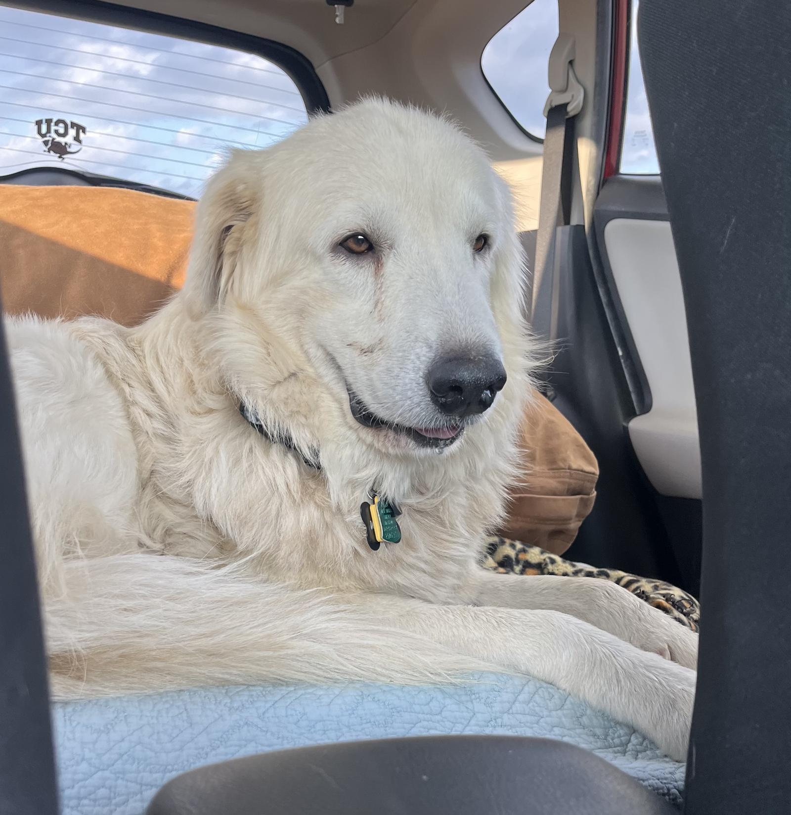 Enlarge Winter, a Adoptable Great Pyrenees in Garland, TX image 2/3