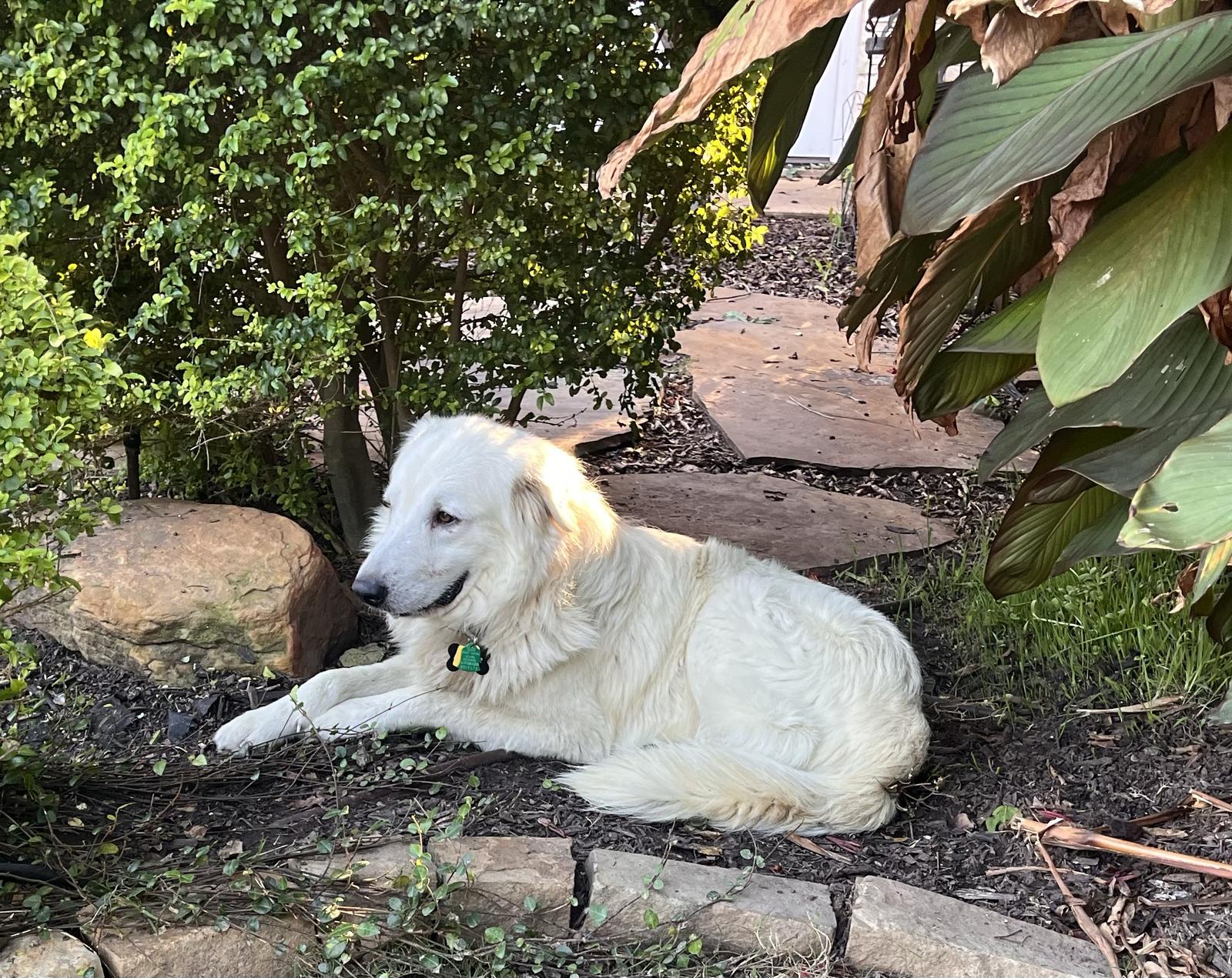 Enlarge Winter, a Adoptable Great Pyrenees in Garland, TX image 3/3