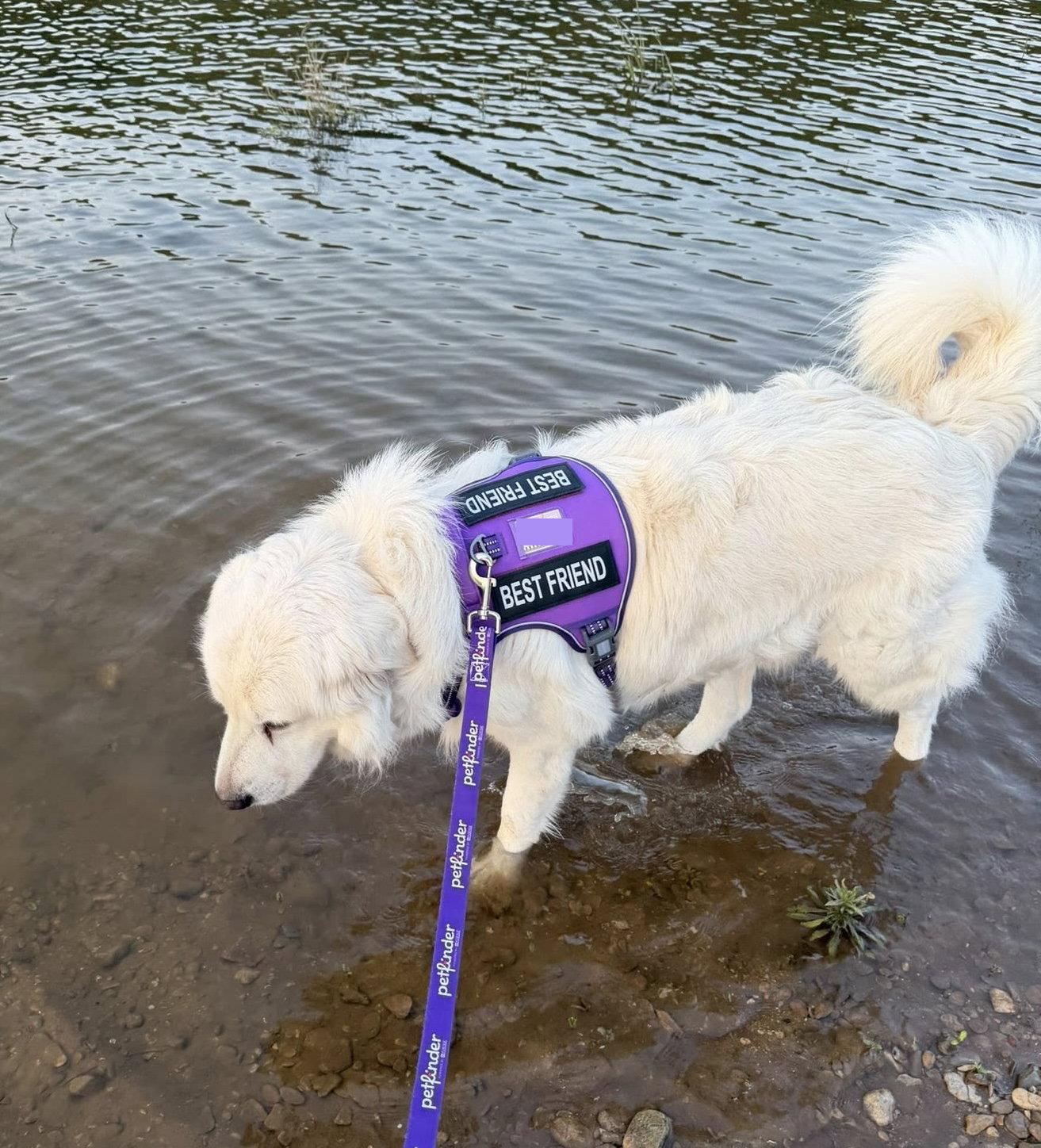 Winter, a Adoptable Great Pyrenees in Garland, TX image 3/3