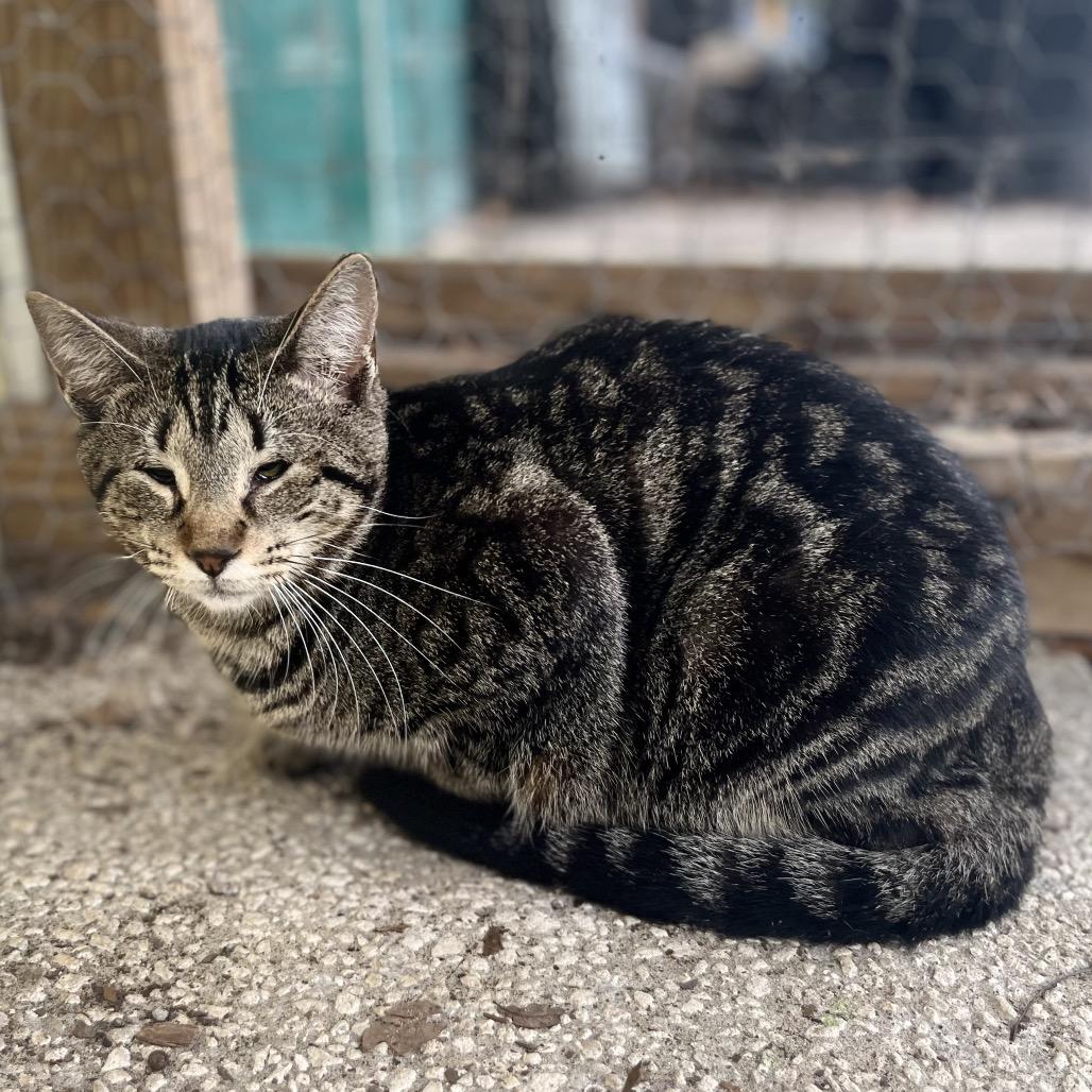 Croissant, Adoptable, Young Female Domestic Short Hair.