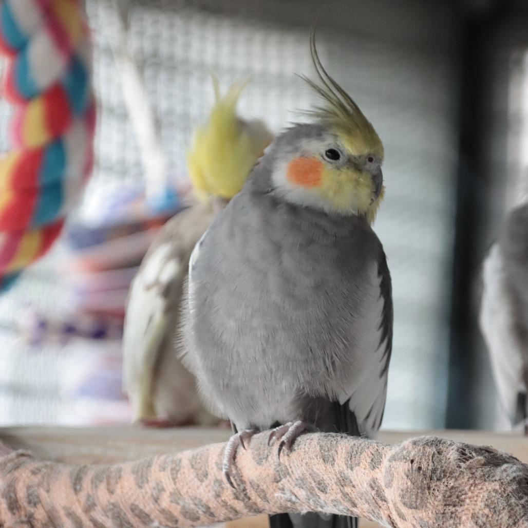 Enlarge Frigs, a Adoptable Cockatiel in Kanab, UT image 1/3