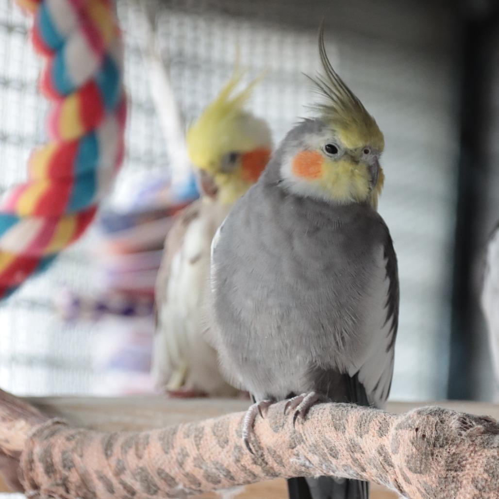 Enlarge Frigs, a Adoptable Cockatiel in Kanab, UT image 2/3