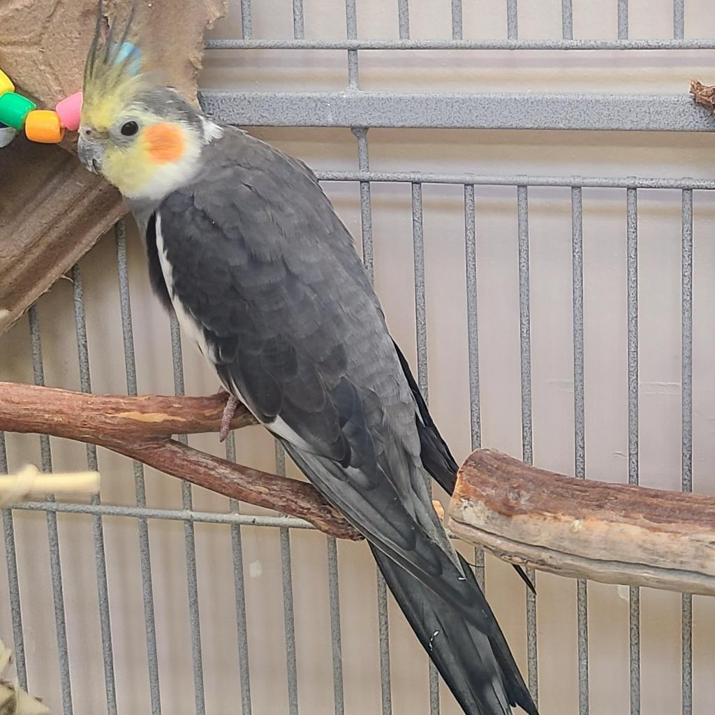 Enlarge Frigs, a Adoptable Cockatiel in Kanab, UT image 3/3