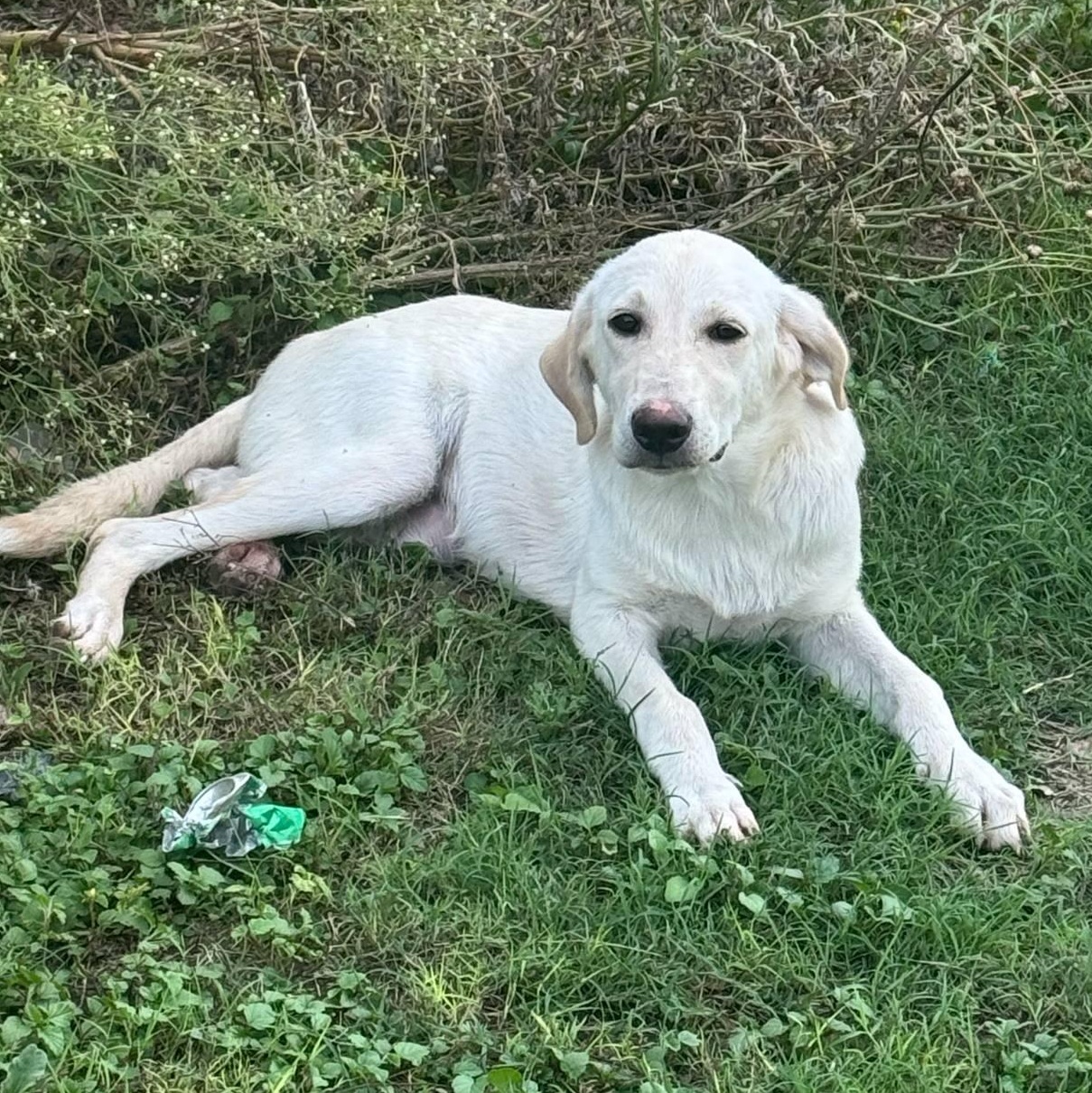 Ivy, Young Female Labrador Retriever