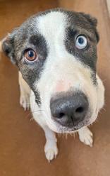 Enid, Adoptable, Adult Female Mixed Breed.