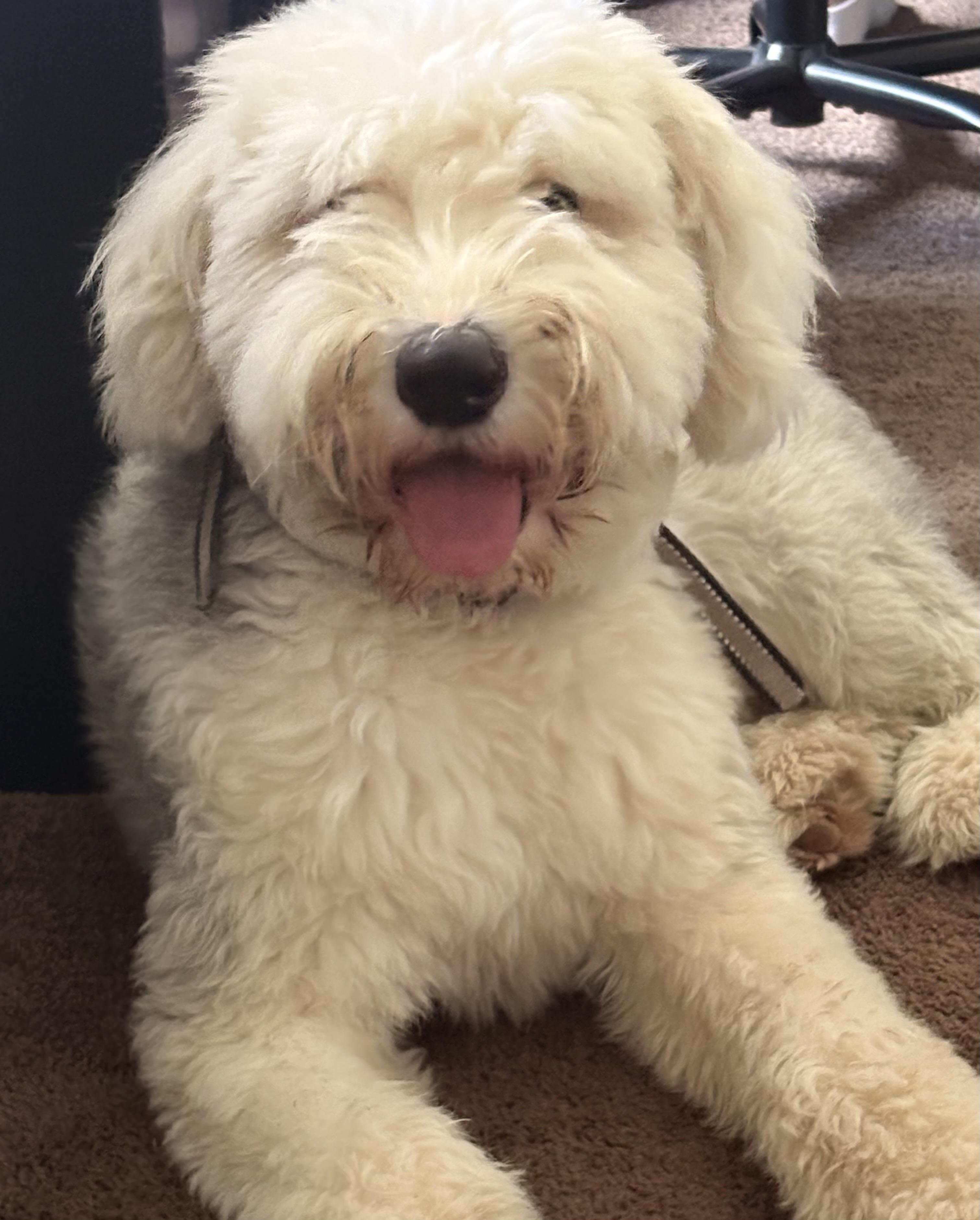 Enlarge Wes, an adopted Old English Sheepdog in Jeffersonville, IN image 1/4