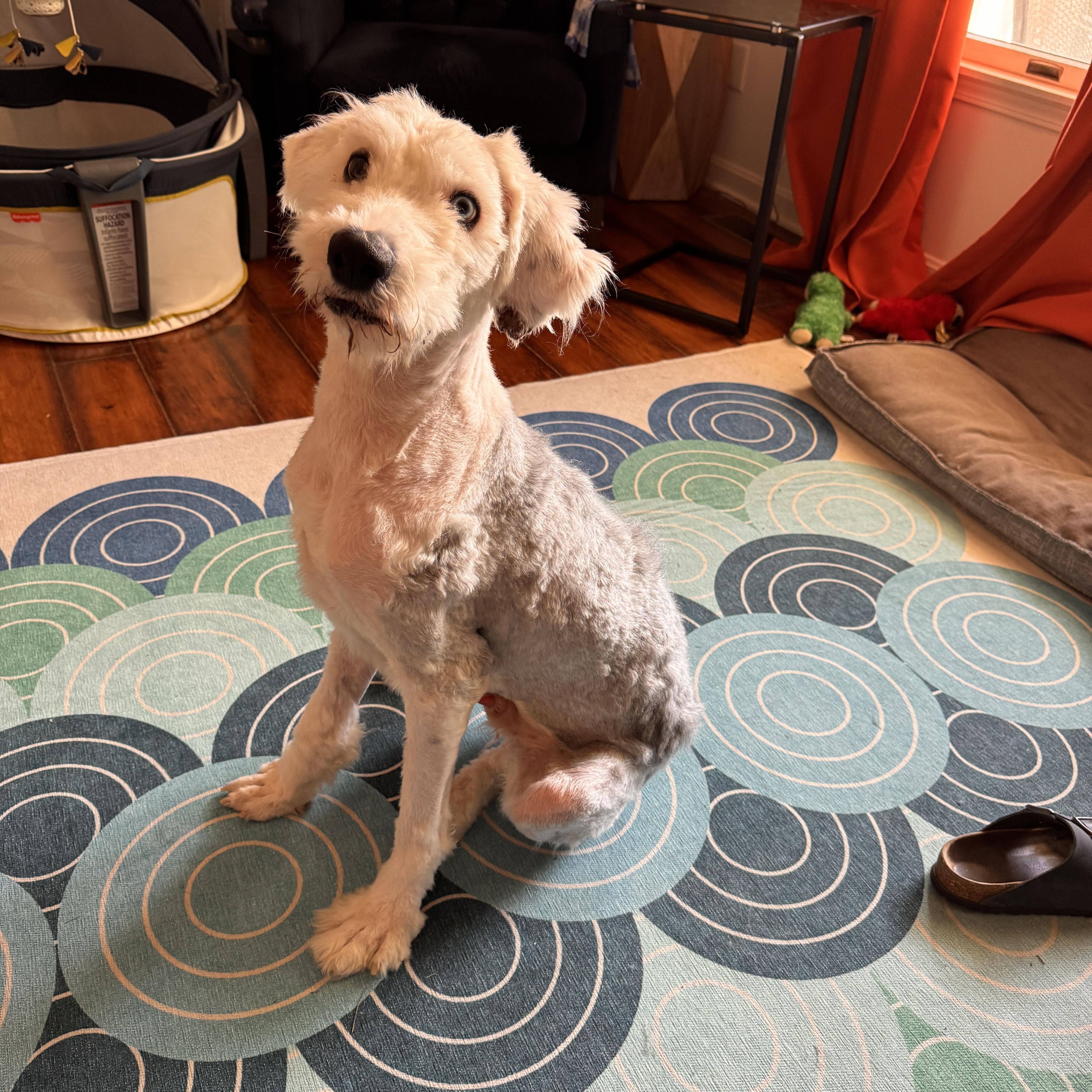 Enlarge Wes, an adopted Old English Sheepdog in Jeffersonville, IN image 3/4