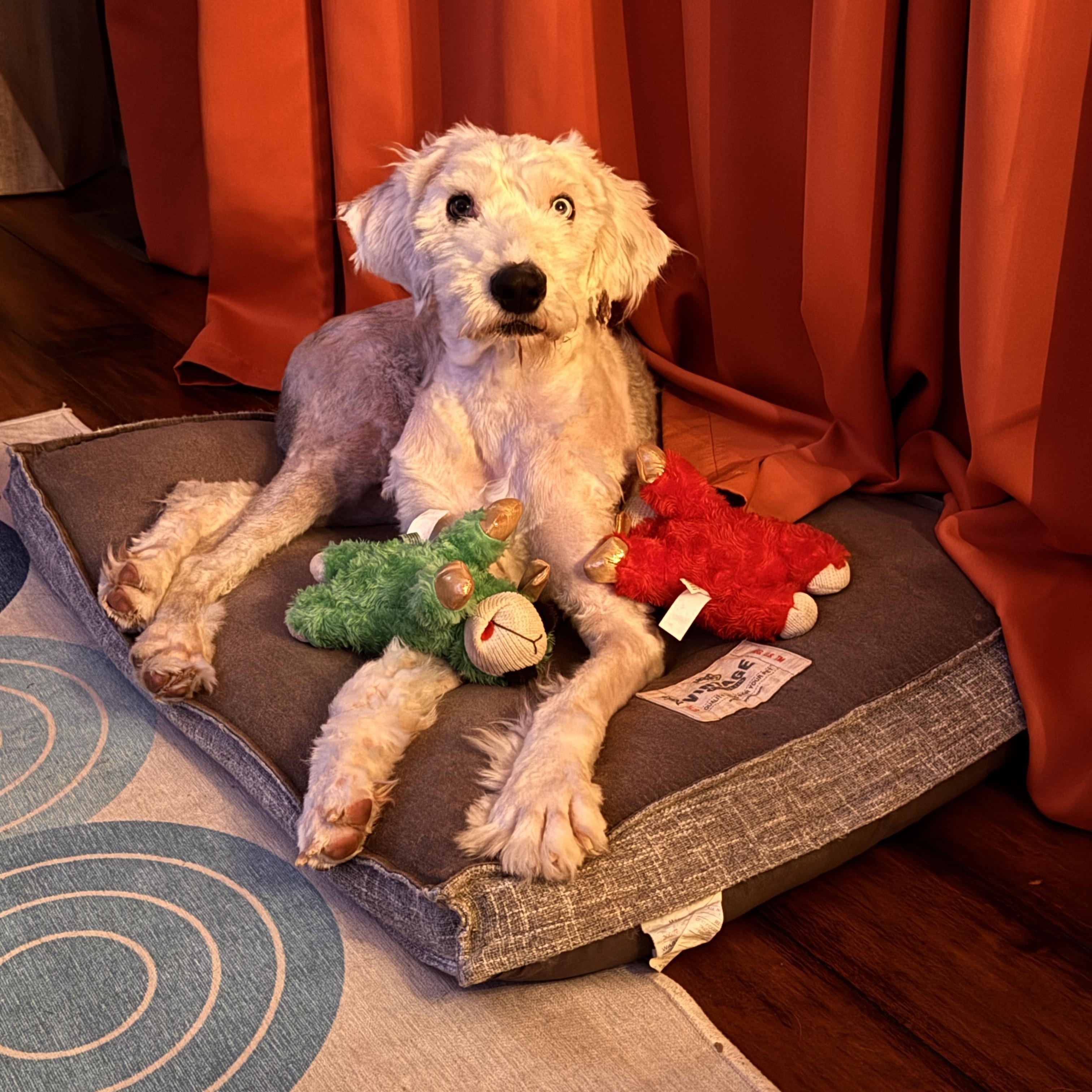 Enlarge Wes, an adopted Old English Sheepdog in Jeffersonville, IN image 4/4