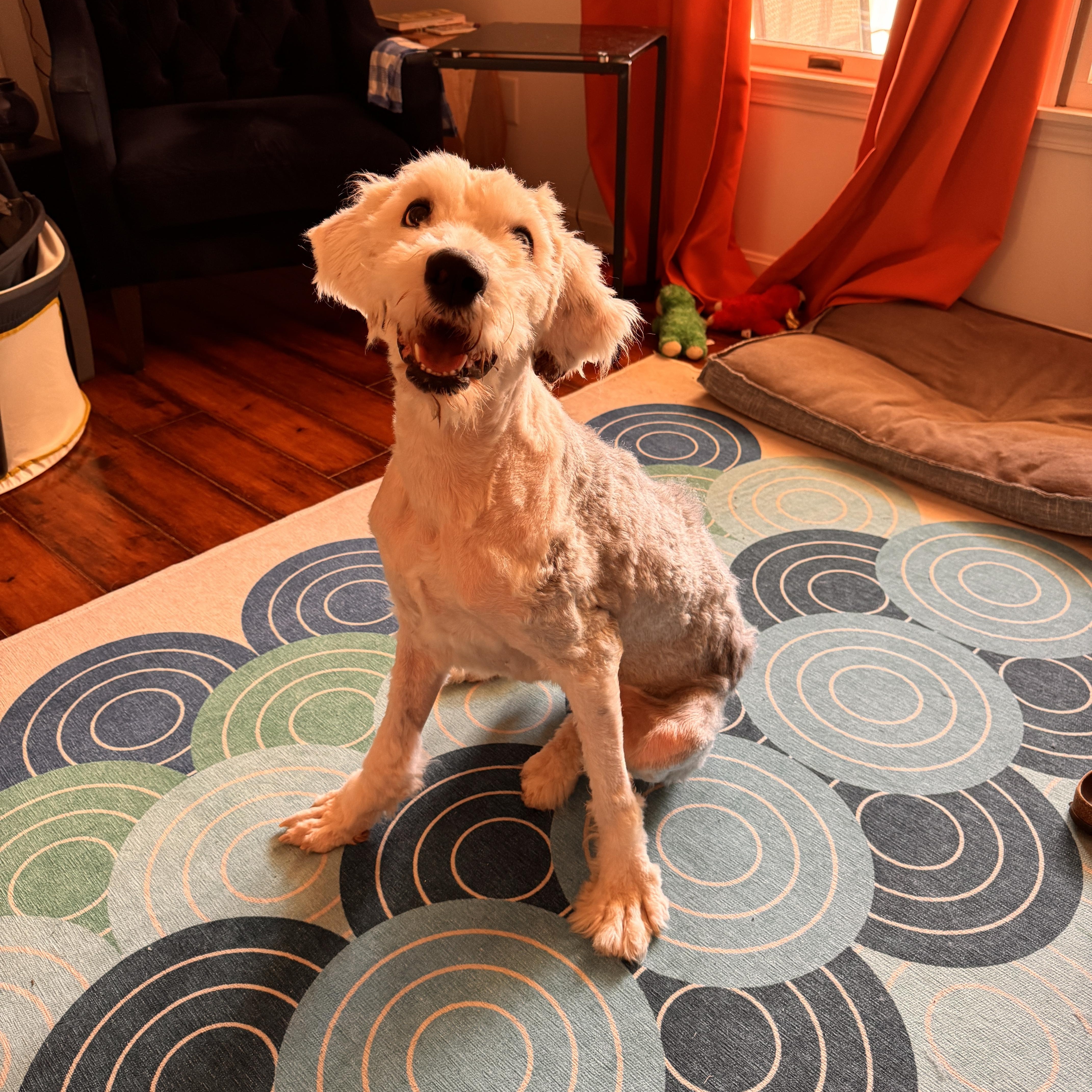 Enlarge Wes, an adopted Old English Sheepdog in Jeffersonville, IN image 2/4