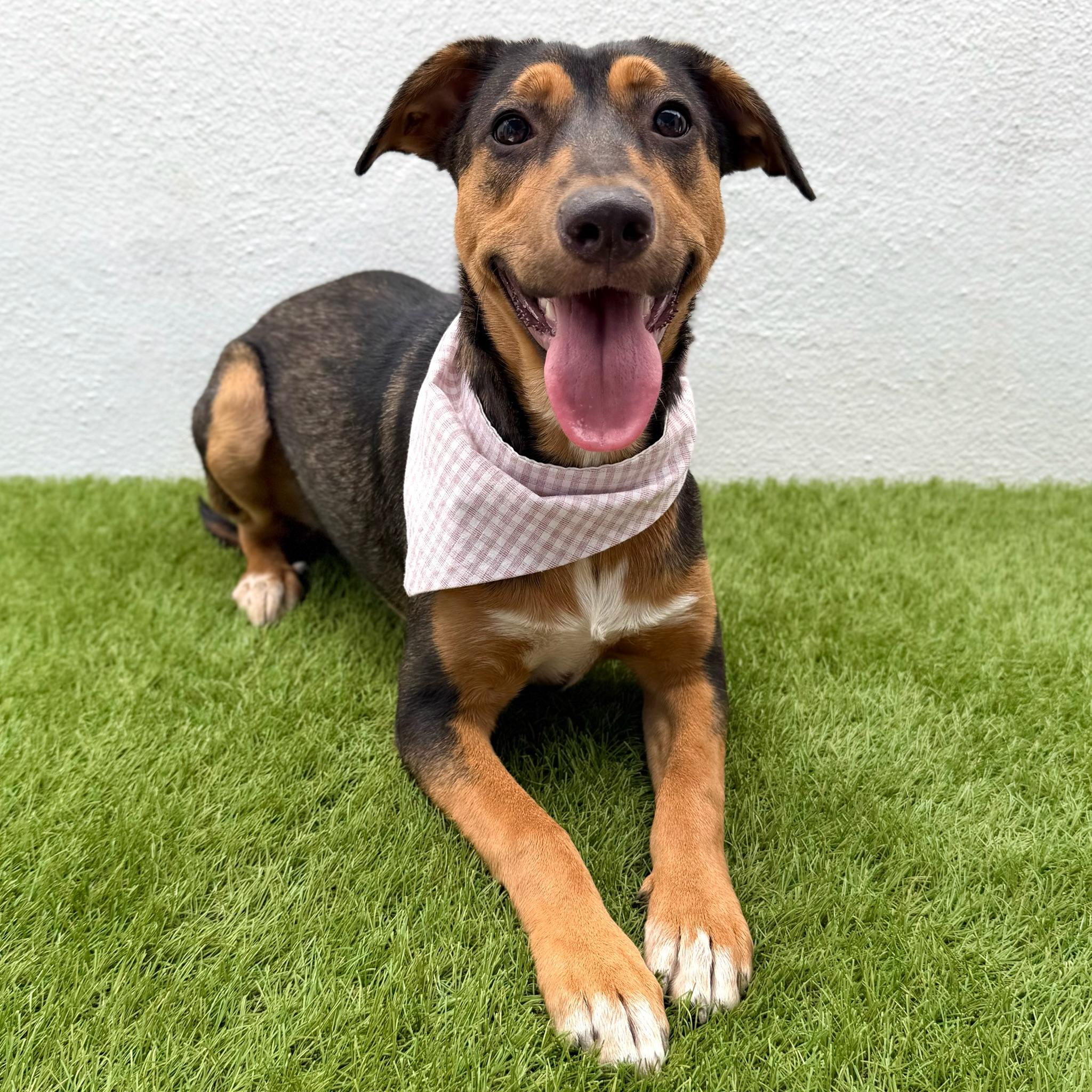 Enlarge CASSIE, a Adoptable mixed breed in La Jolla, CA image 1/6