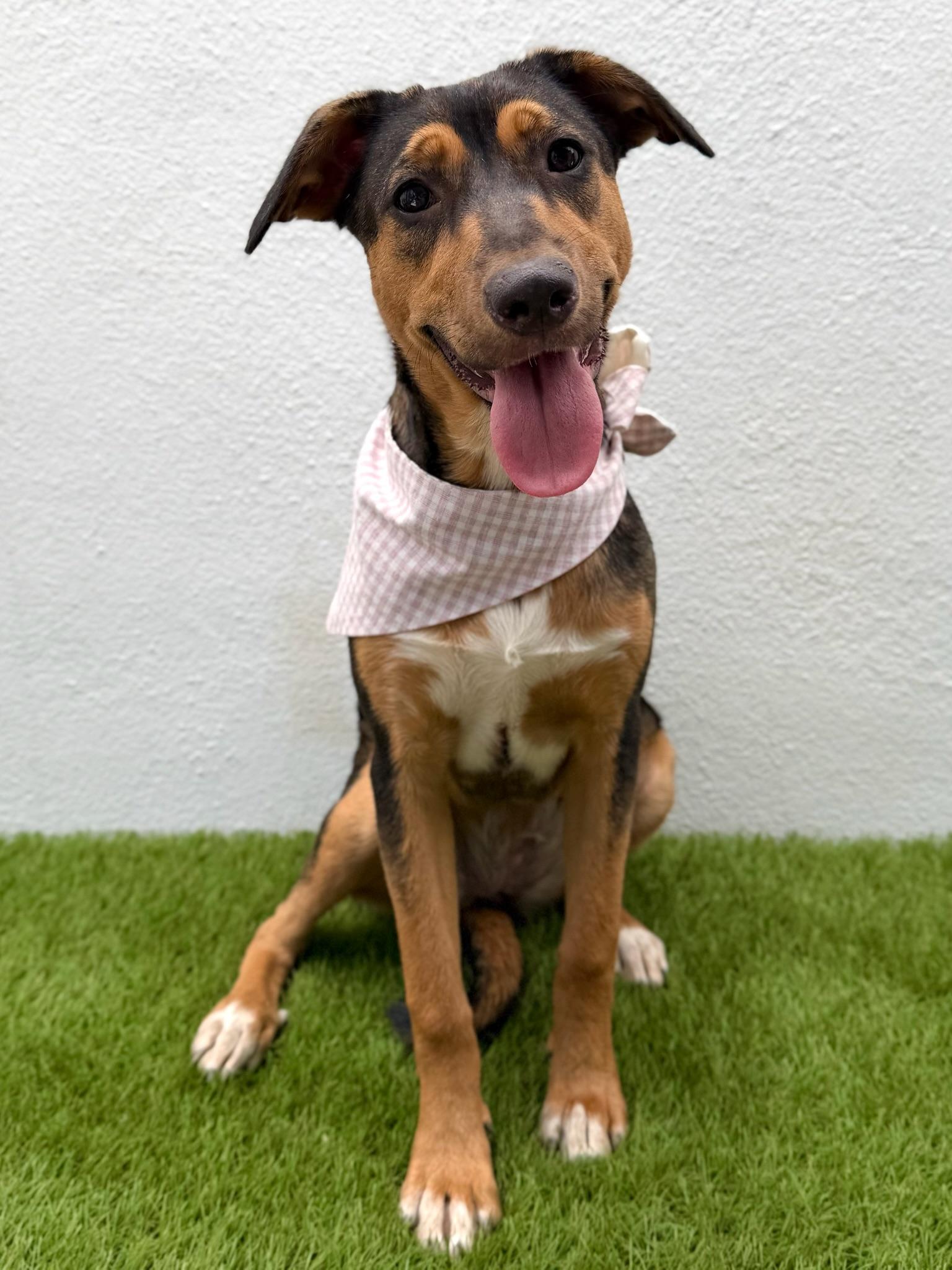 Enlarge CASSIE, a Adoptable mixed breed in La Jolla, CA image 2/6