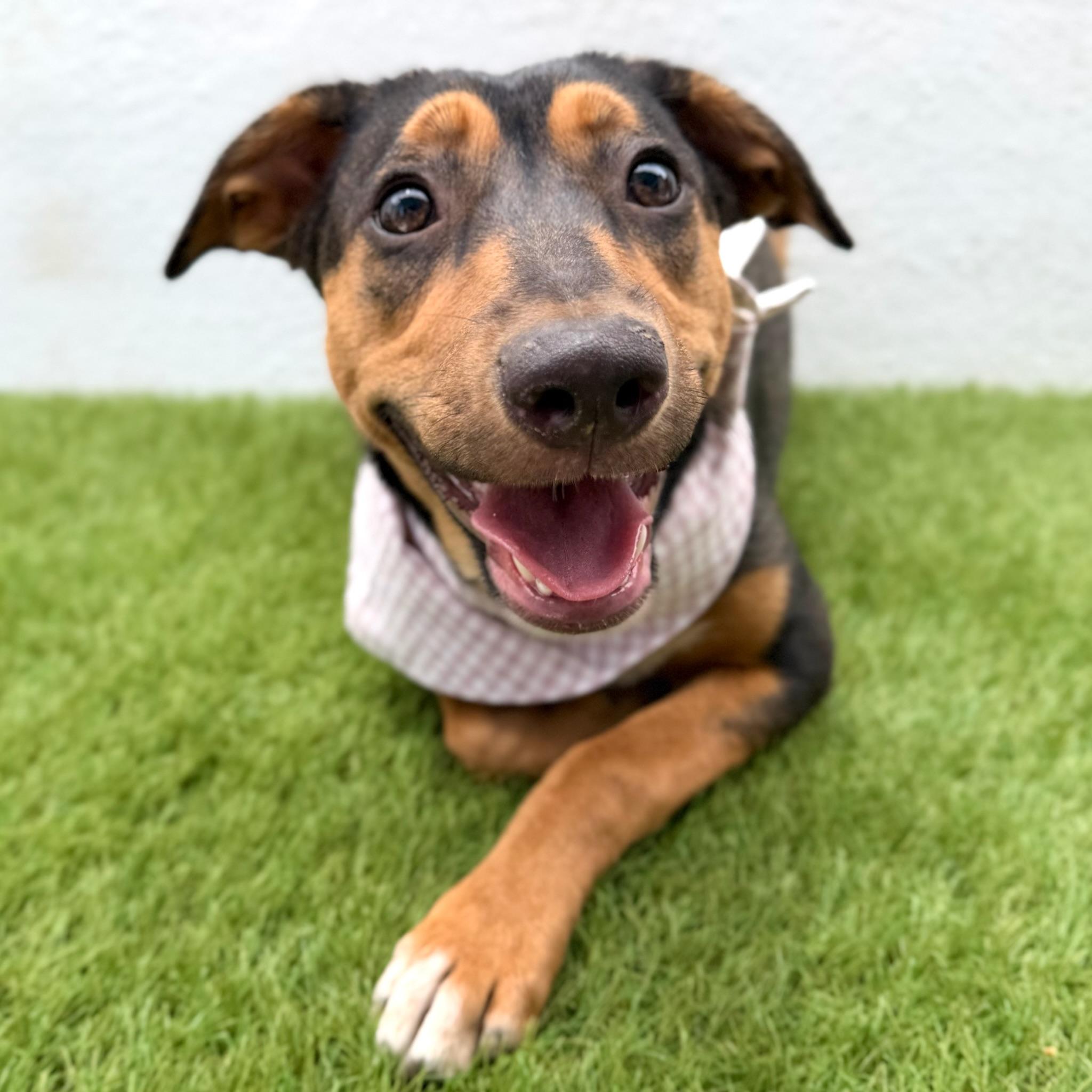 Enlarge CASSIE, a Adoptable mixed breed in La Jolla, CA image 6/6