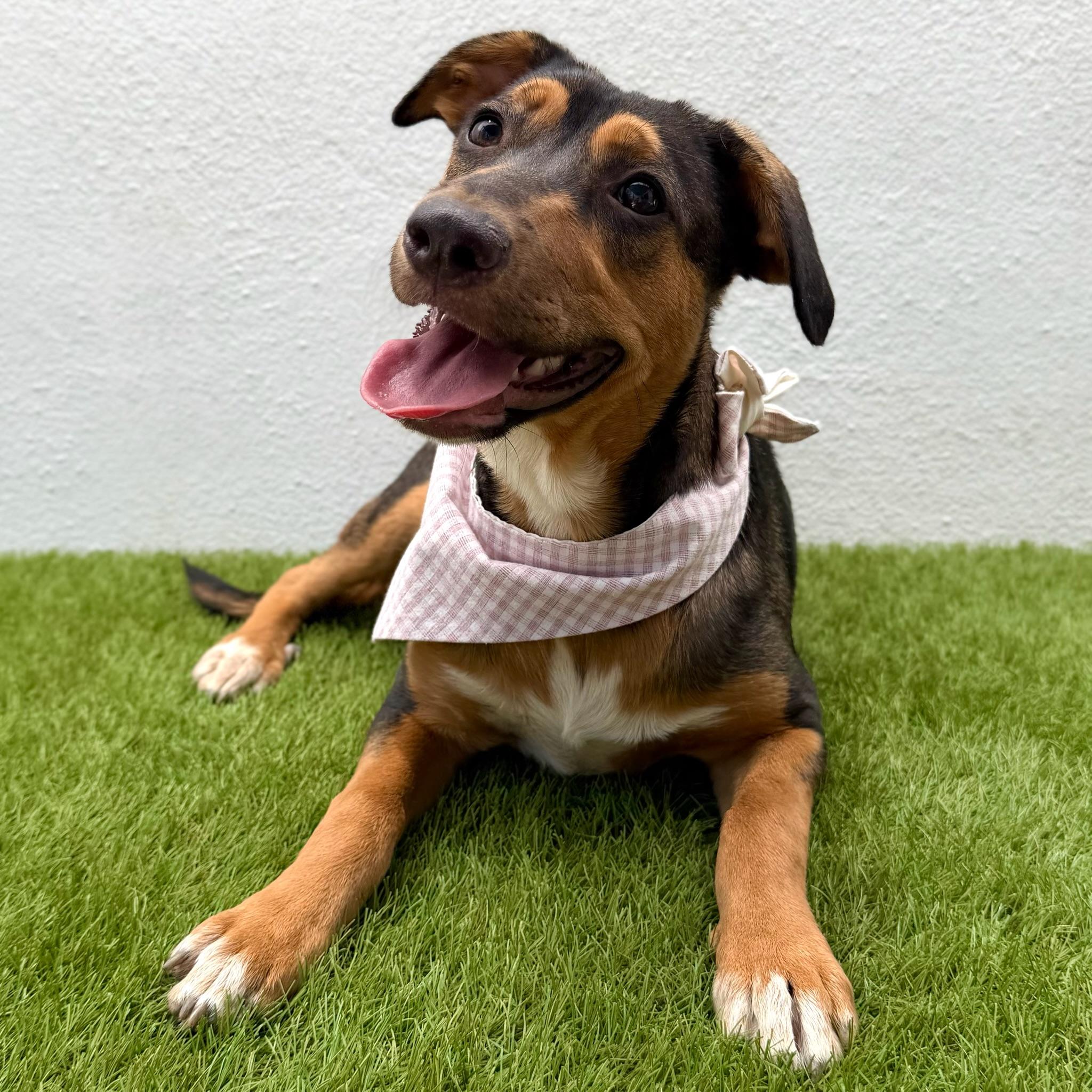 Enlarge CASSIE, a Adoptable mixed breed in La Jolla, CA image 3/6