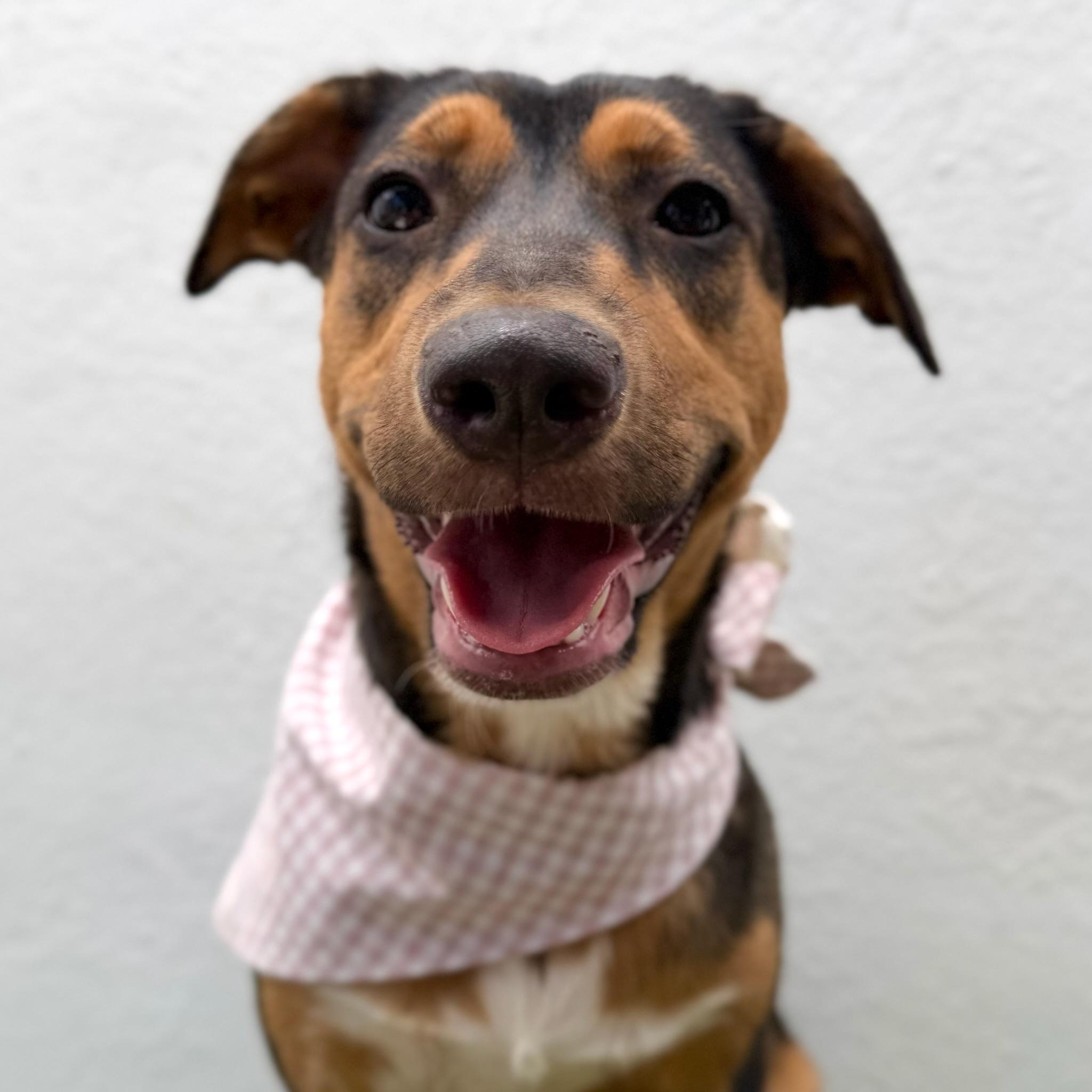 Enlarge CASSIE, a Adoptable mixed breed in La Jolla, CA image 4/6