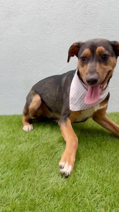 Enlarge CASSIE, a Adoptable mixed breed in La Jolla, CA video 5/6