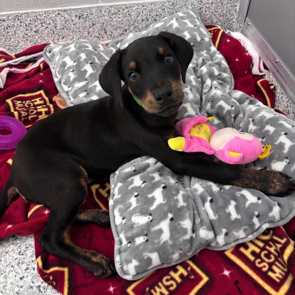 Minneapolis, Adoptable, Puppy Female Rottweiler & Mixed Breed.