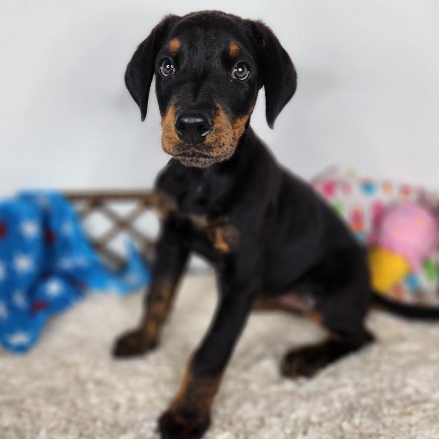 Minneapolis, a Adoptable mixed breed in Fort Wayne, IN image 2/3
