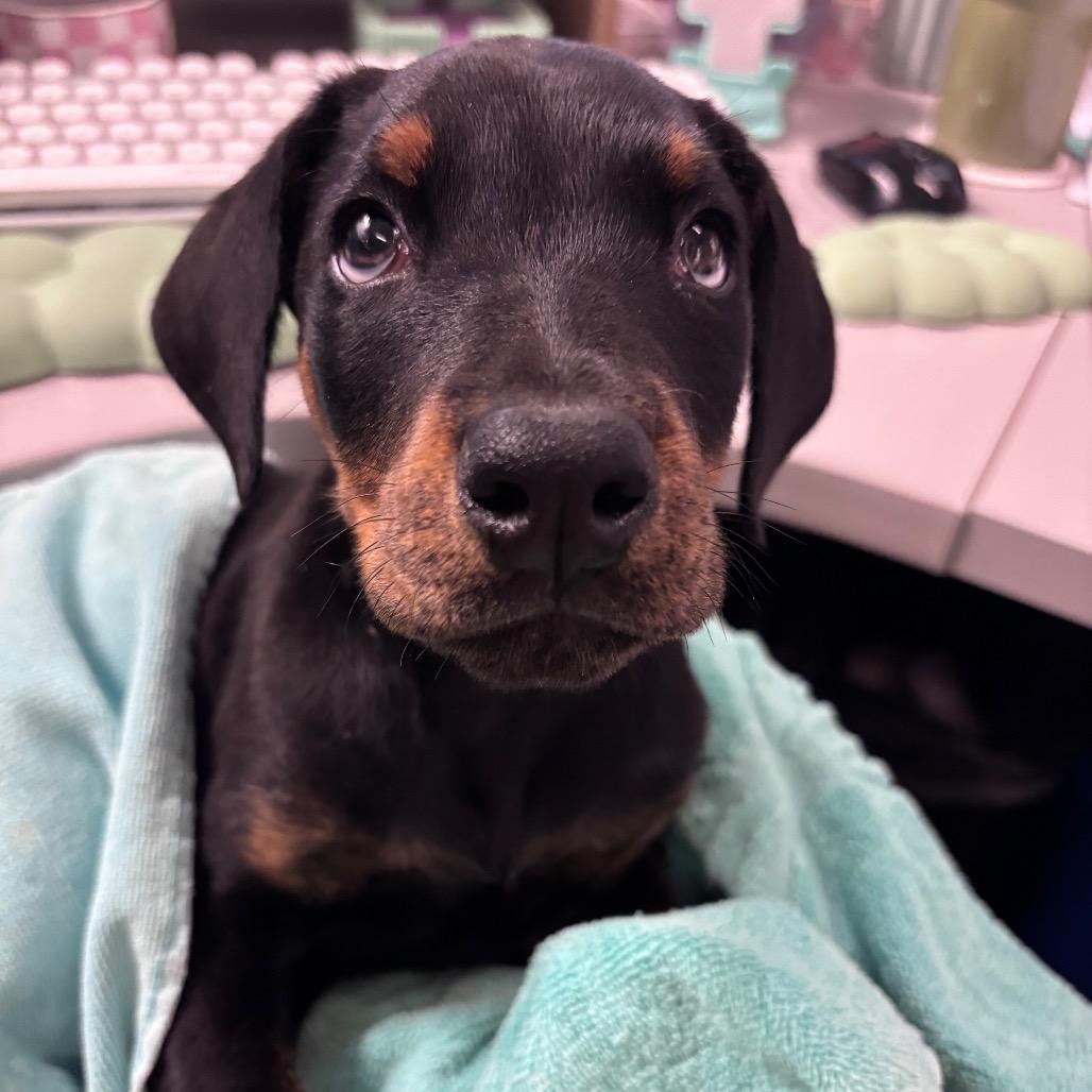 Minneapolis, a Adoptable mixed breed in Fort Wayne, IN image 3/3