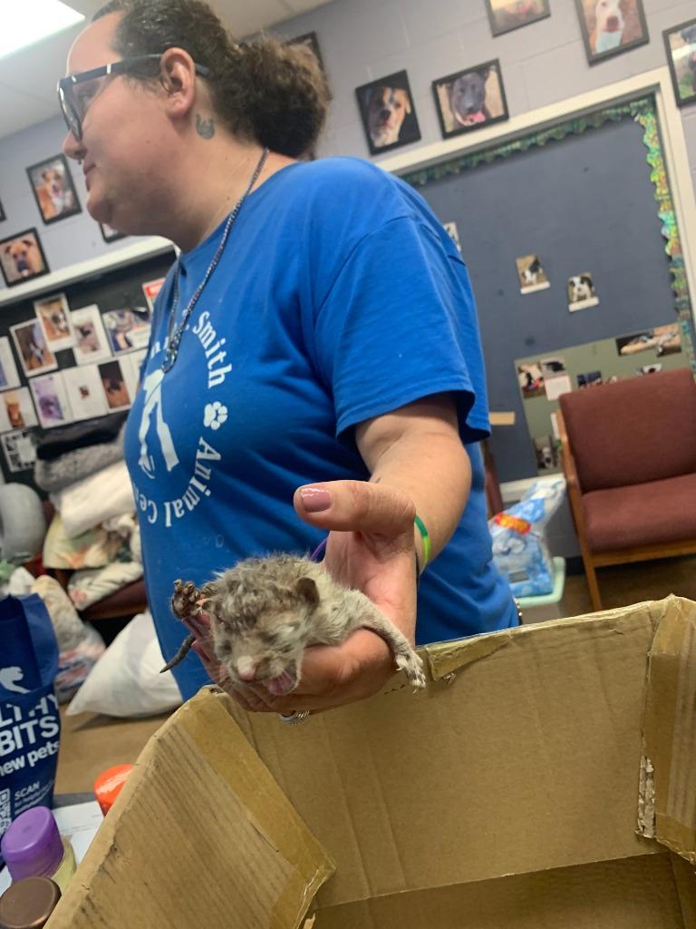 Mudd, Adoptable, Kitten Male Domestic Short Hair.