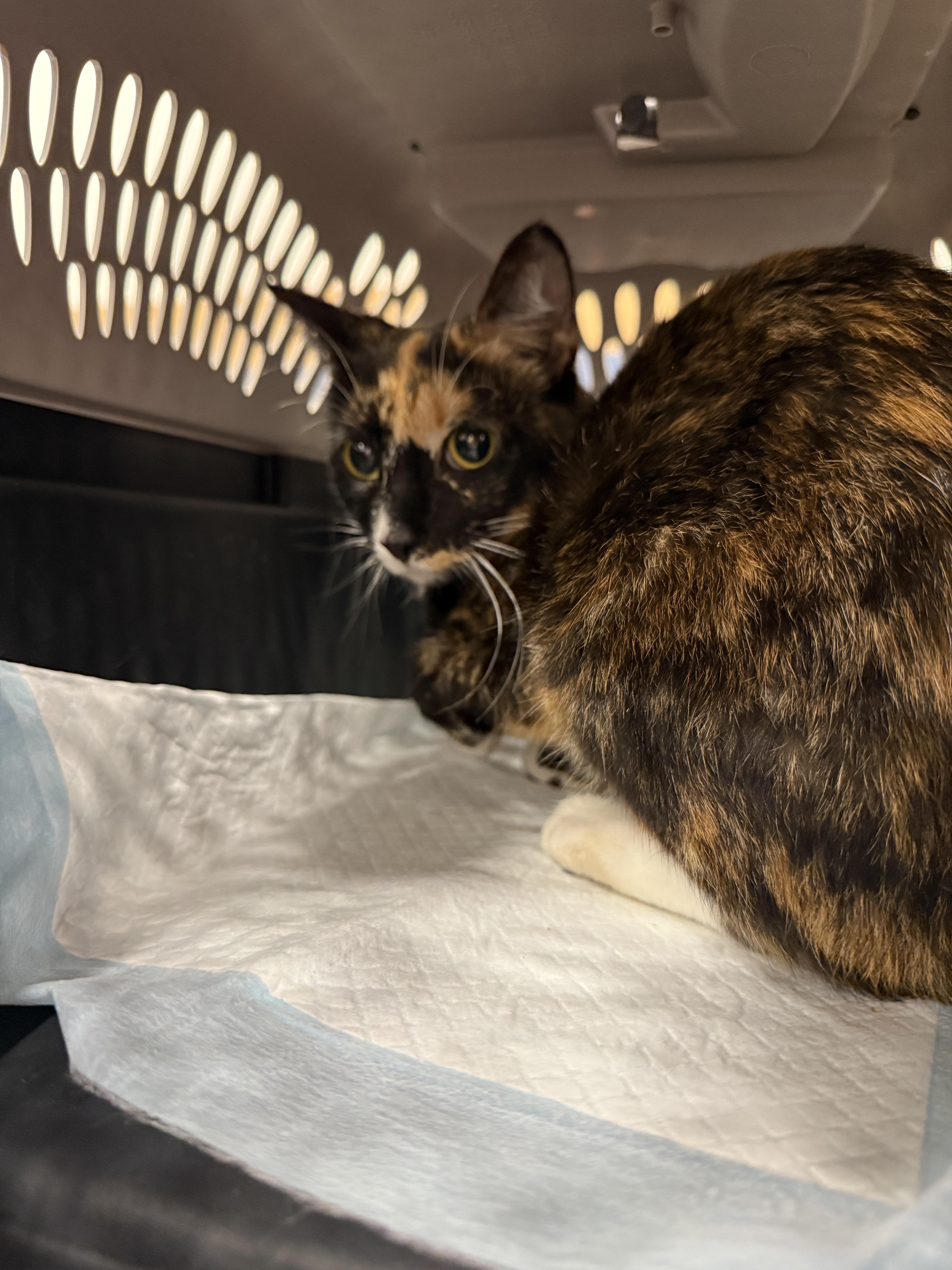 Torie, ADOPTABLE, Adult Female Domestic Short Hair.