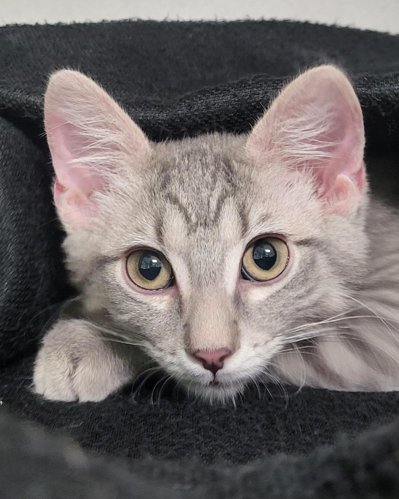Pascal, an adopted Domestic Short Hair in Grayslake, IL image 1/2