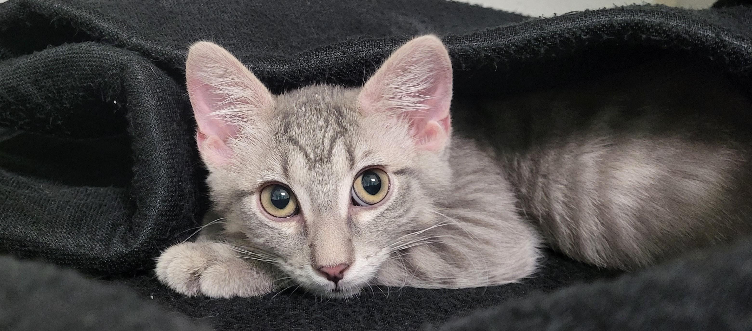 Pascal, an adopted Domestic Short Hair in Grayslake, IL image 2/2