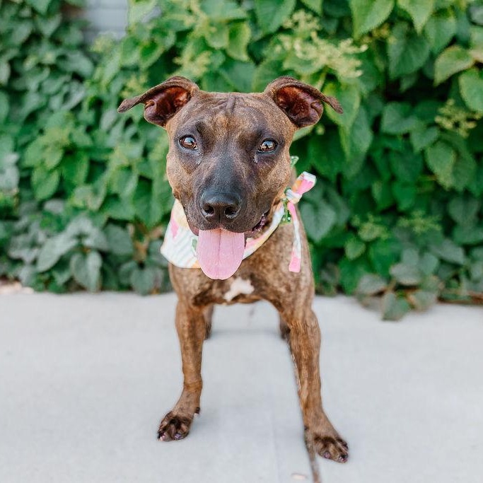 Enlarge Ducky, an adoptable mixed breed in Charlotte, NC image 2/6