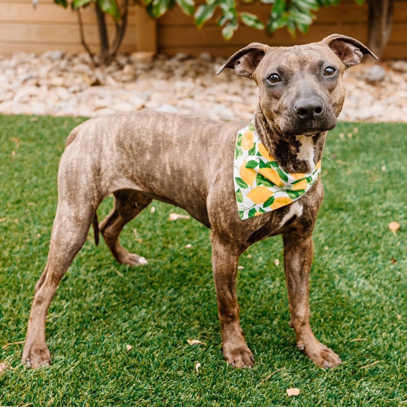 Enlarge Ducky, an adoptable mixed breed in Rock Hill, SC image 2/6