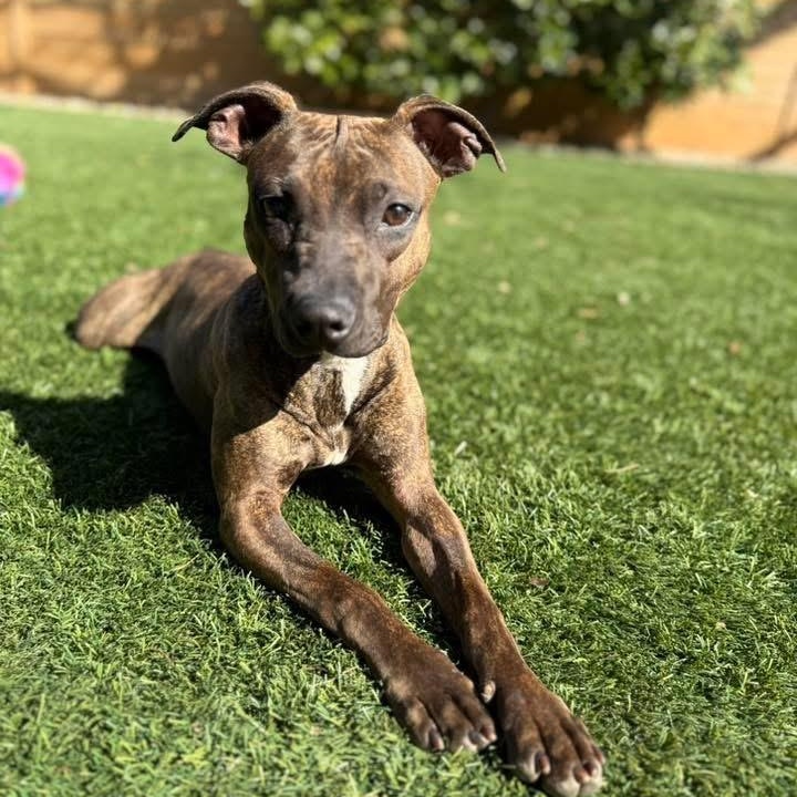 Enlarge Ducky, an adoptable mixed breed in Rock Hill, SC image 1/6
