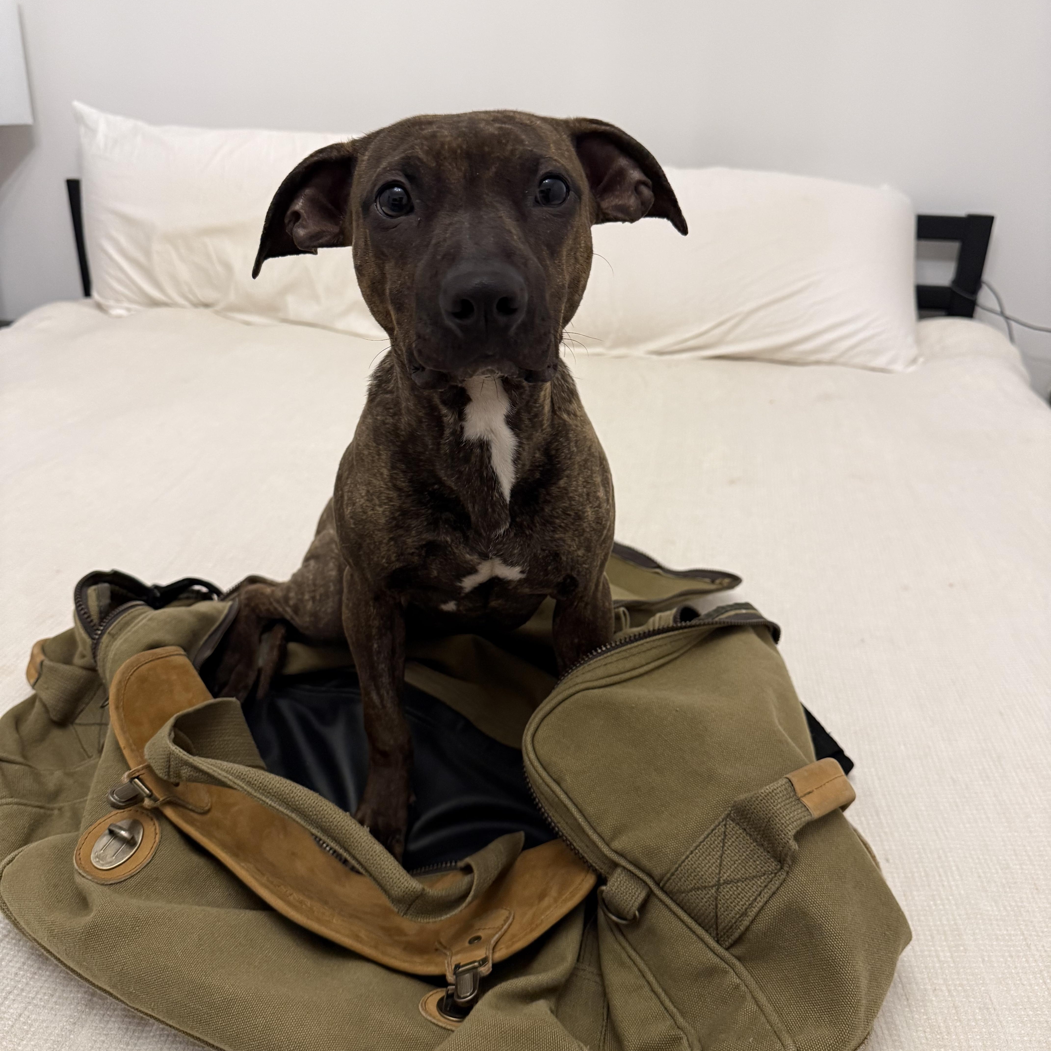 Ducky, adoptable, Puppy Female American Staffordshire Terrier & Labrador Retriever.