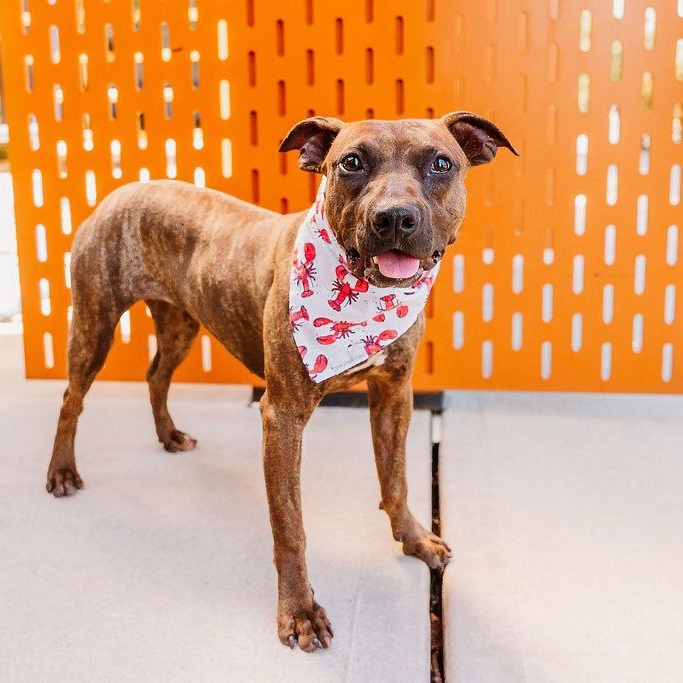 Ducky, adoptable, Puppy Female American Staffordshire Terrier & Labrador Retriever.