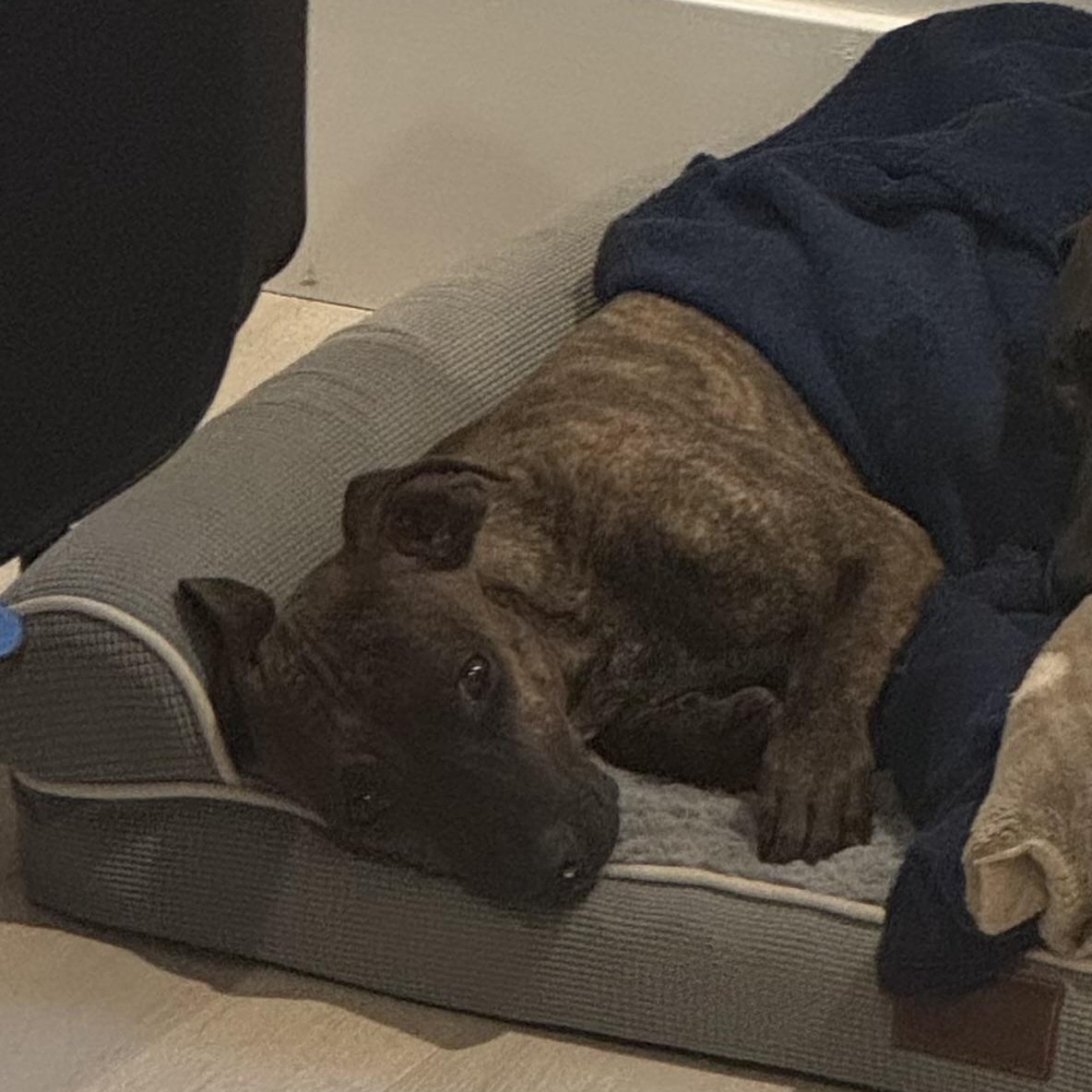 Enlarge Ducky, an adoptable mixed breed in Rock Hill, SC image 5/5