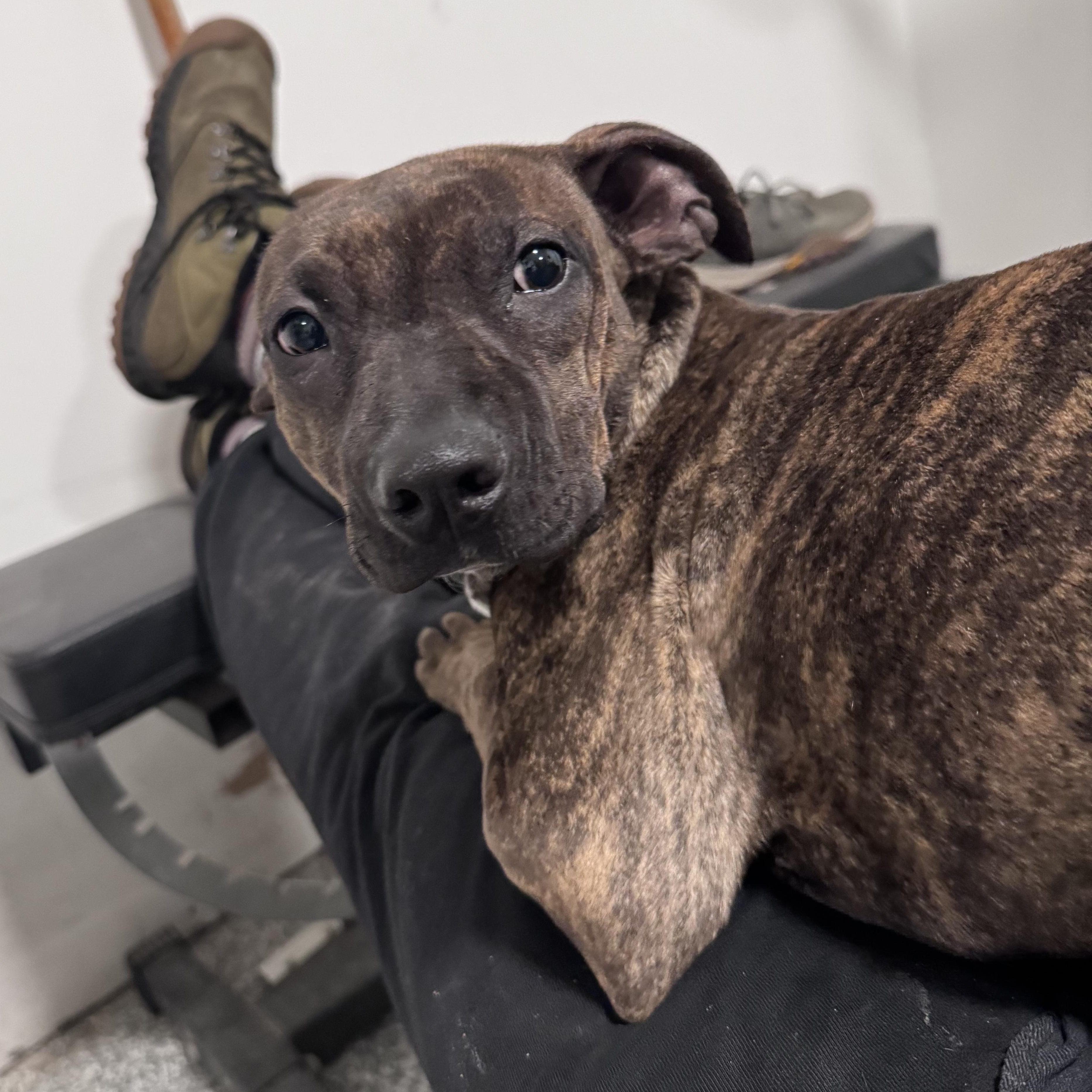 Enlarge Ducky, an adoptable mixed breed in Rock Hill, SC image 4/5