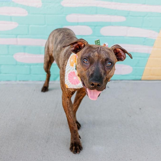 Enlarge Ducky, an adoptable mixed breed in Charlotte, NC image 3/6