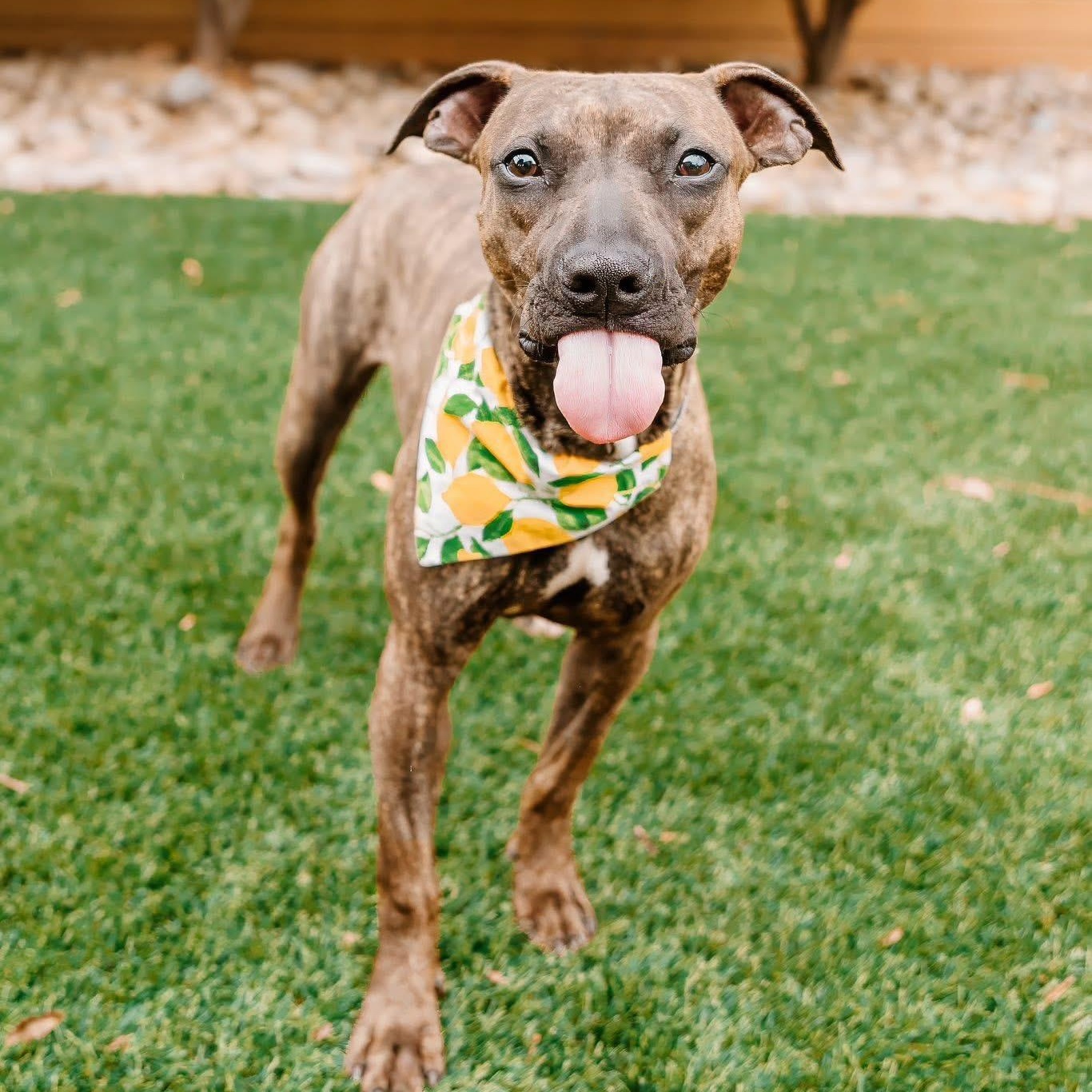 Enlarge Ducky, an adoptable mixed breed in Rock Hill, SC image 4/6