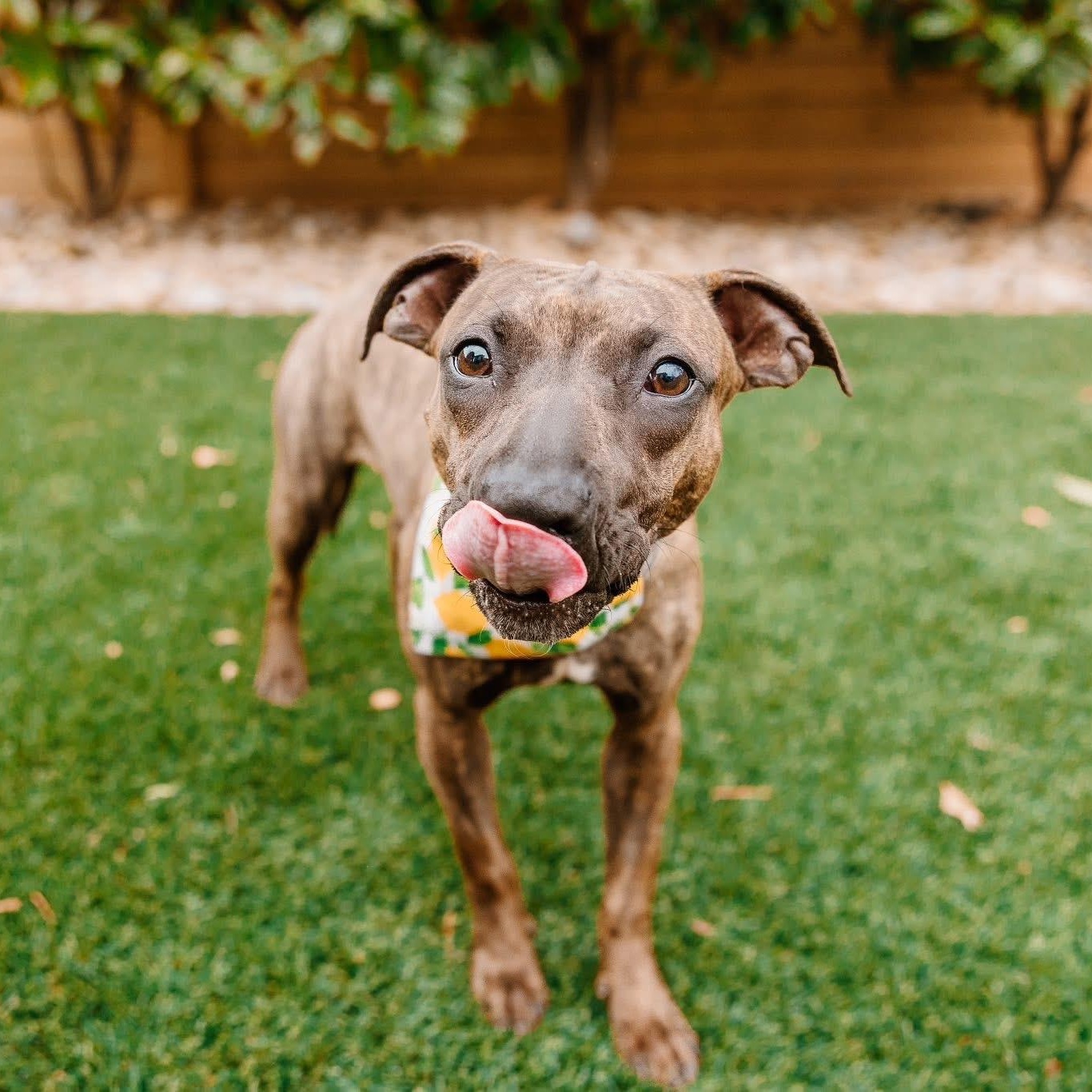 Enlarge Ducky, an adoptable mixed breed in Rock Hill, SC image 6/6