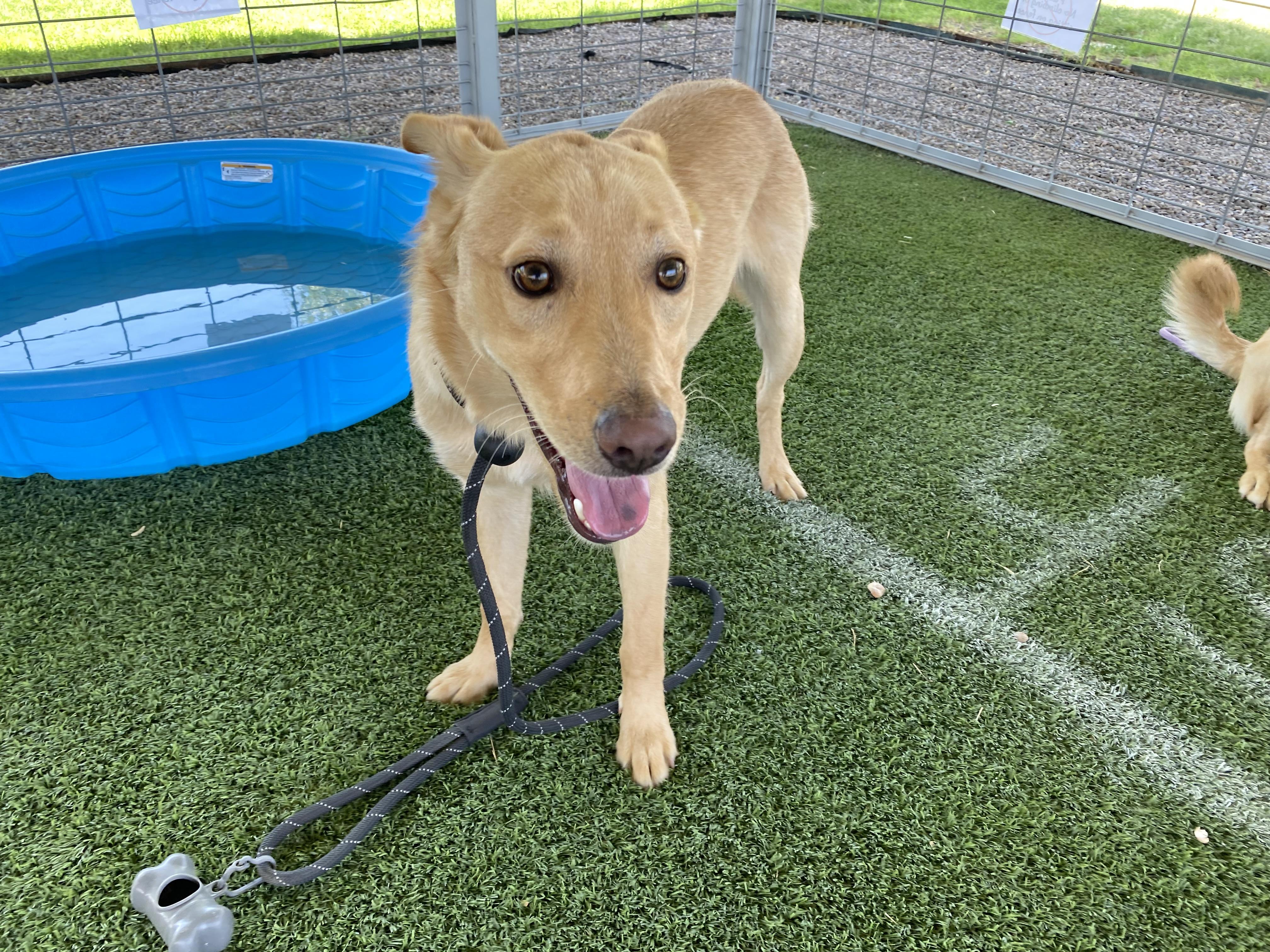 Barrel, a Adoptable mixed breed in El Paso, TX image 1/6