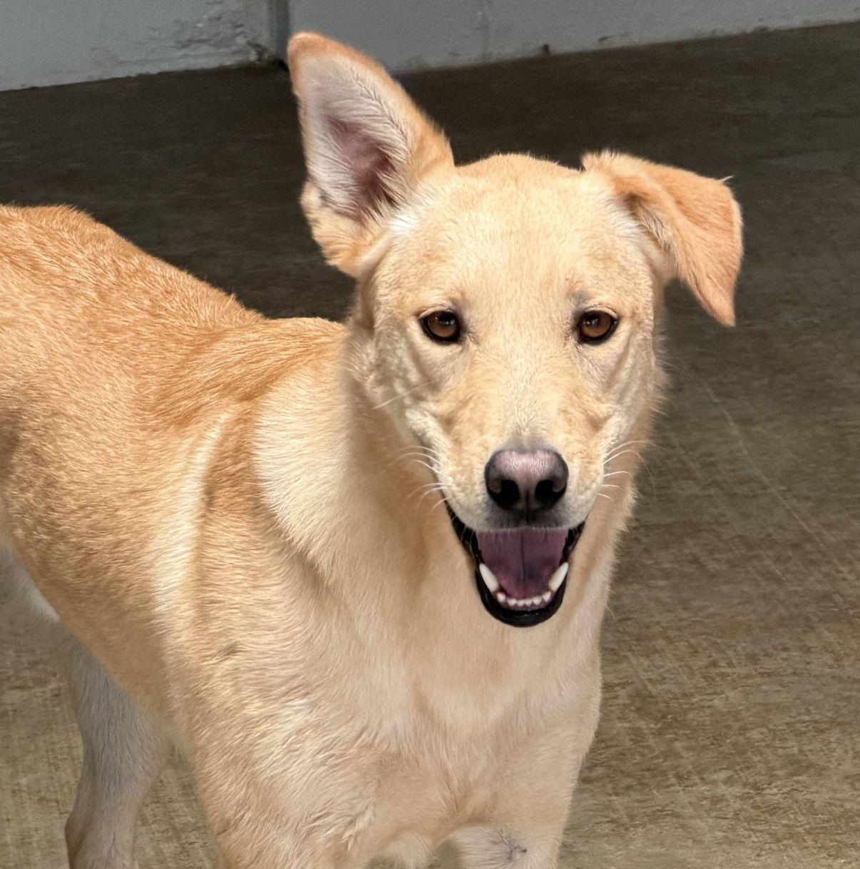 Enlarge Barrel, a Adoptable mixed breed in El Paso, TX image 1/6