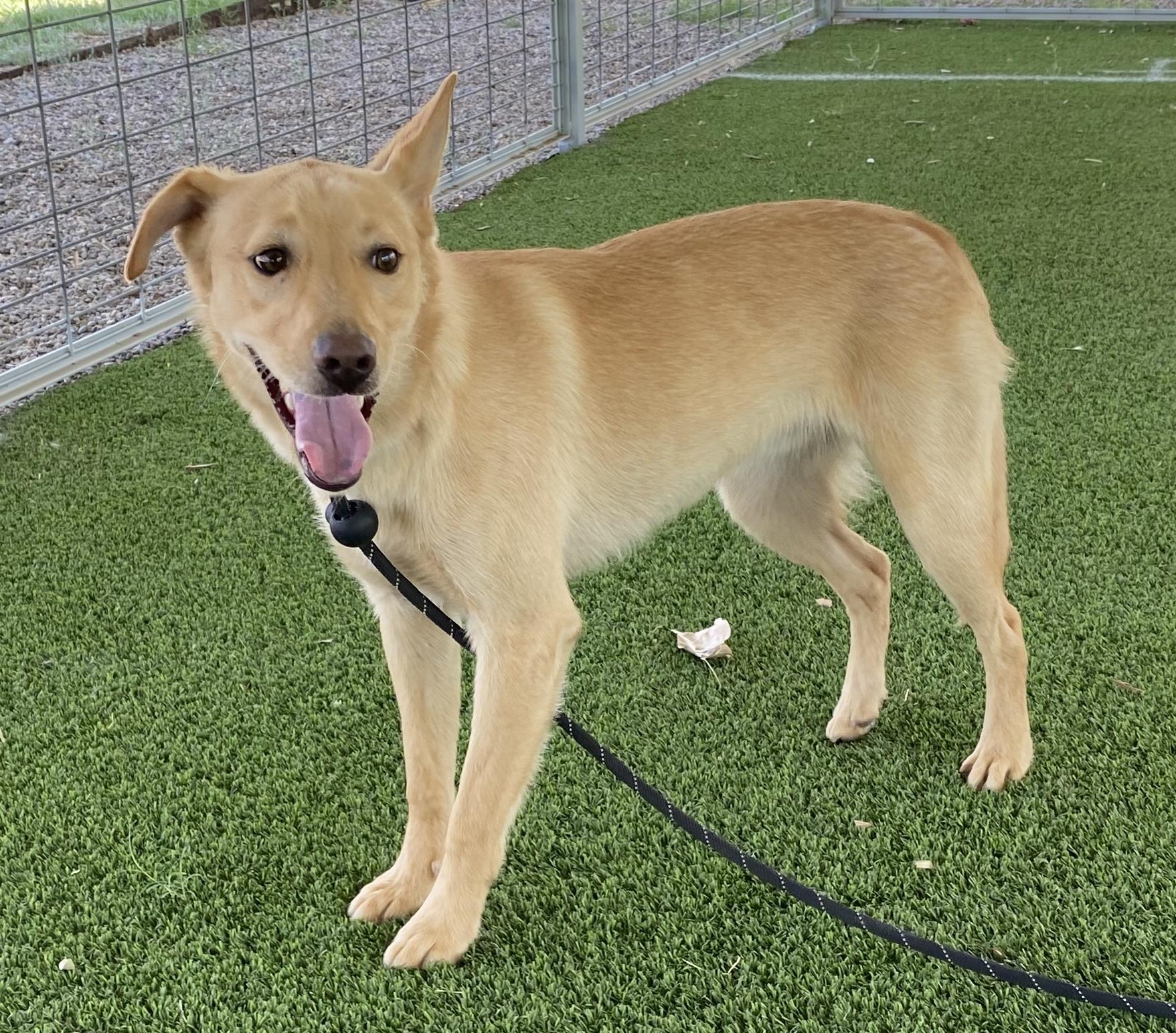 Barrel, a Adoptable mixed breed in El Paso, TX image 3/6