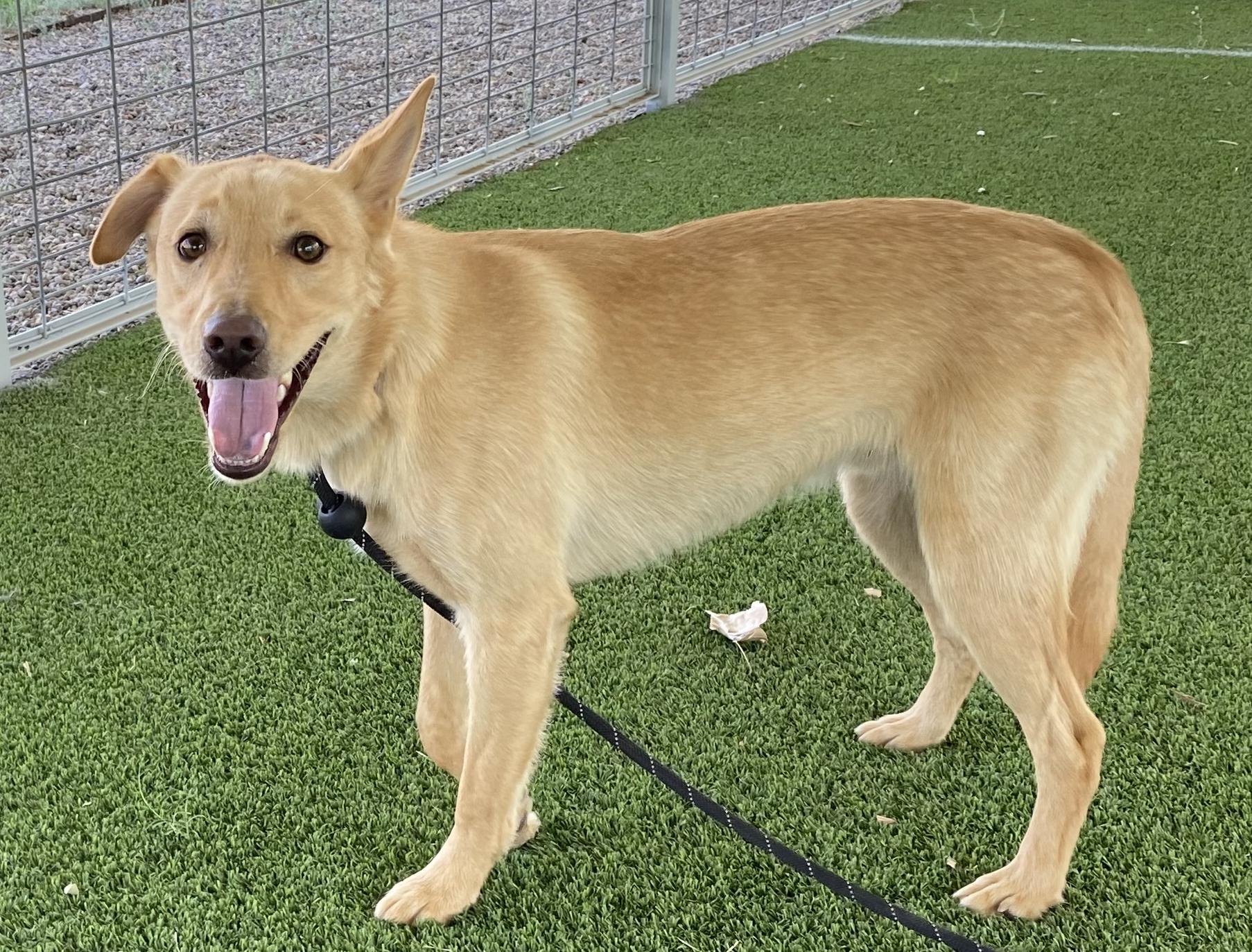 Barrel, a Adoptable mixed breed in El Paso, TX image 4/6