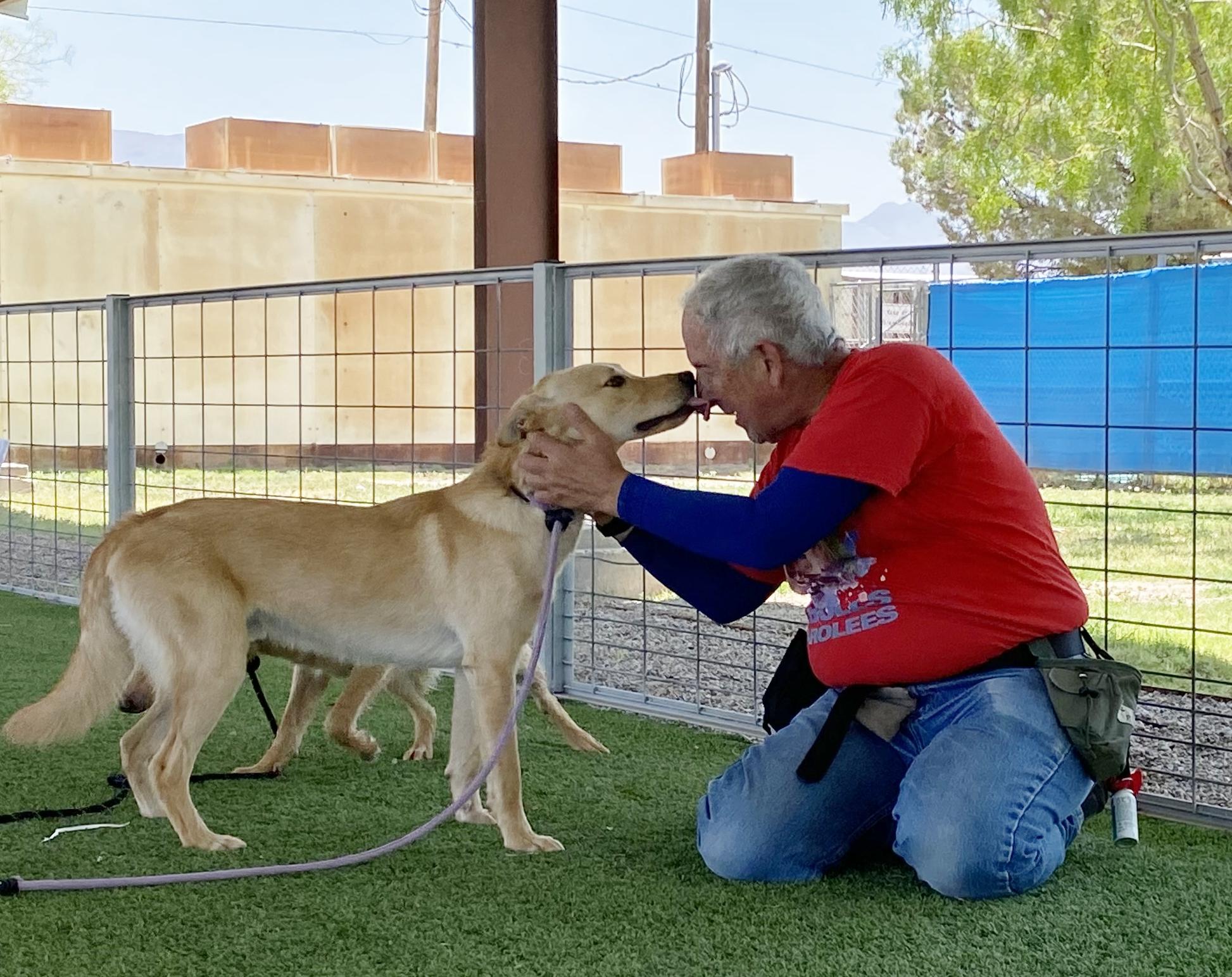 Barrel, a Adoptable mixed breed in El Paso, TX image 5/6